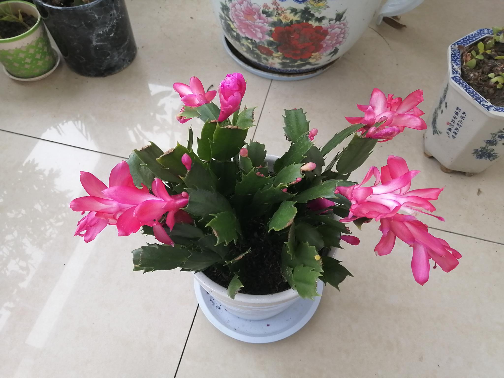腊月初八,欣赏红色的蟹爪兰