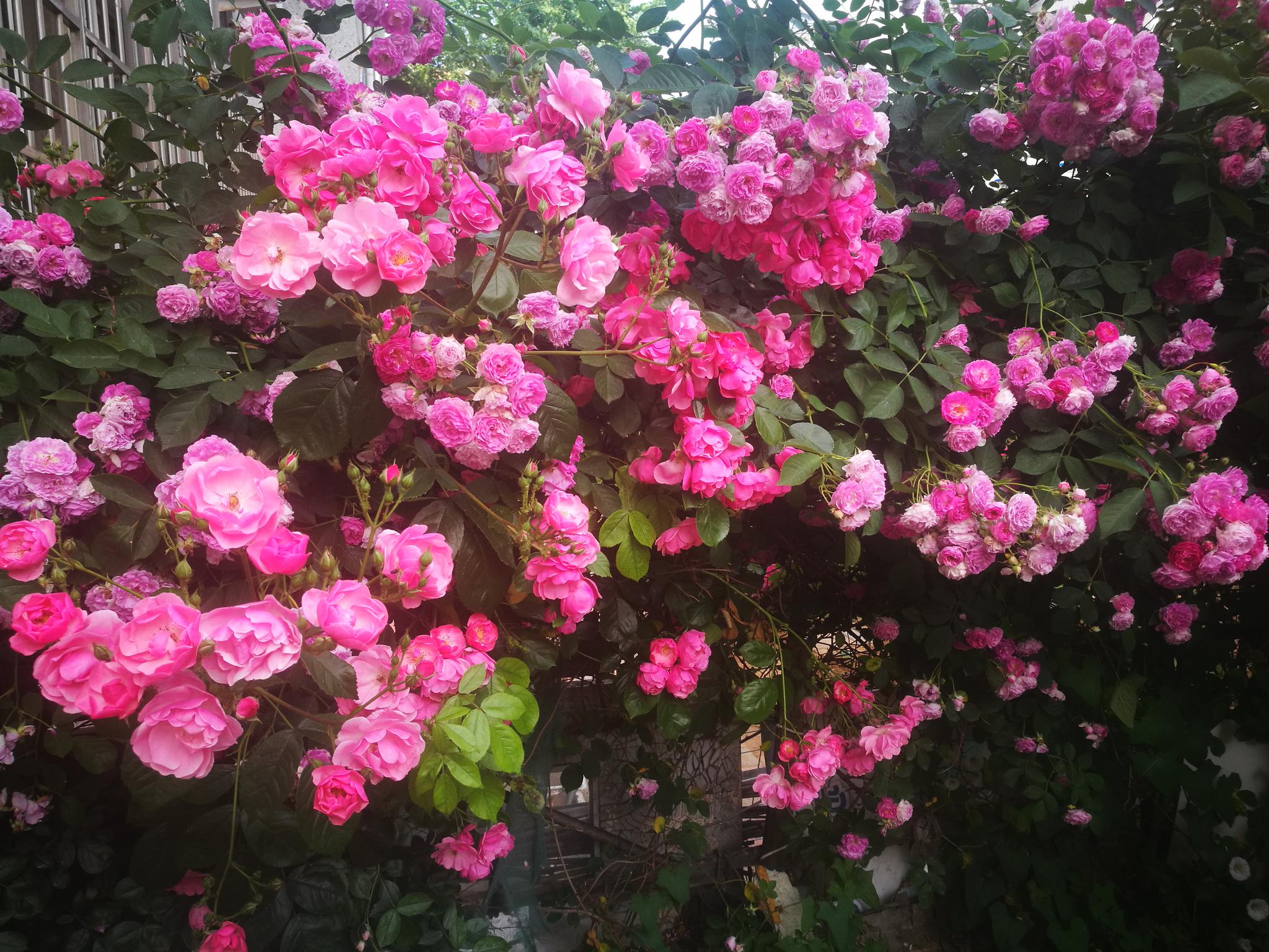 粉色蔷薇花图片素材-编号14173588-图行天下
