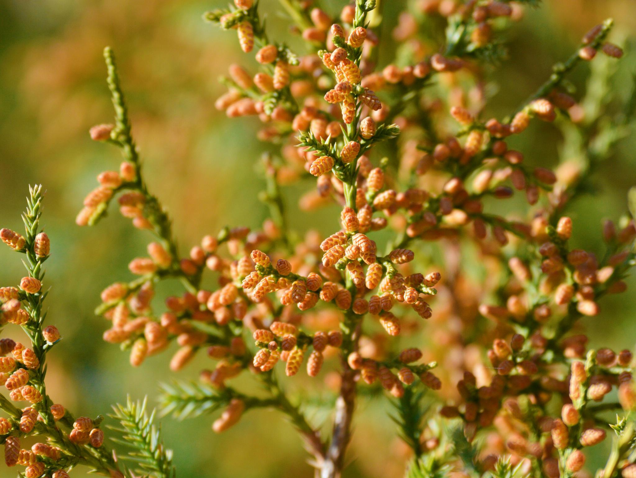 开这么多花的侧柏树你见过没有,原创摄影|柏树|摄影|原创_新浪新闻