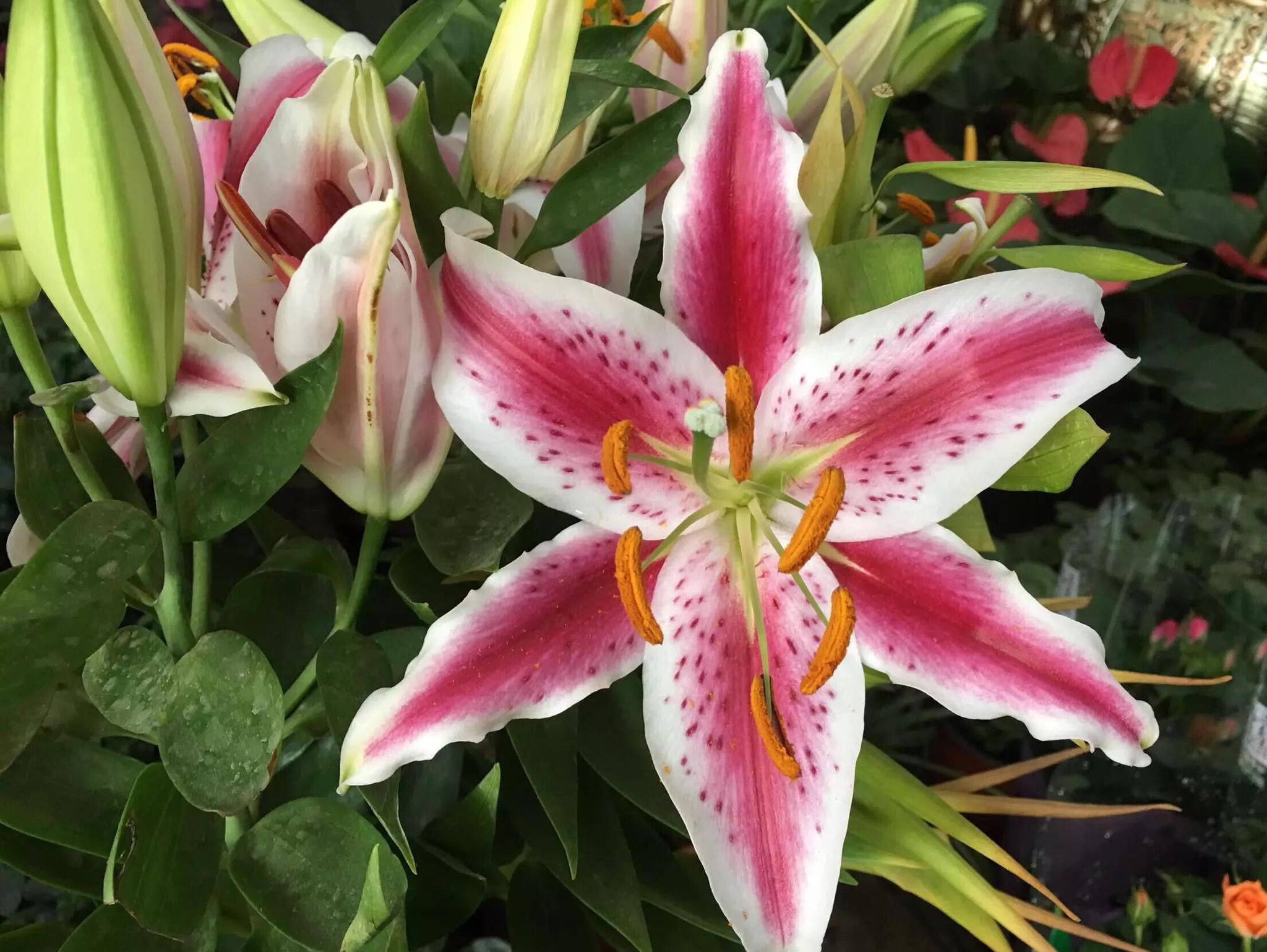 百合花一年开几次花期(百合花一年开几次花期长)