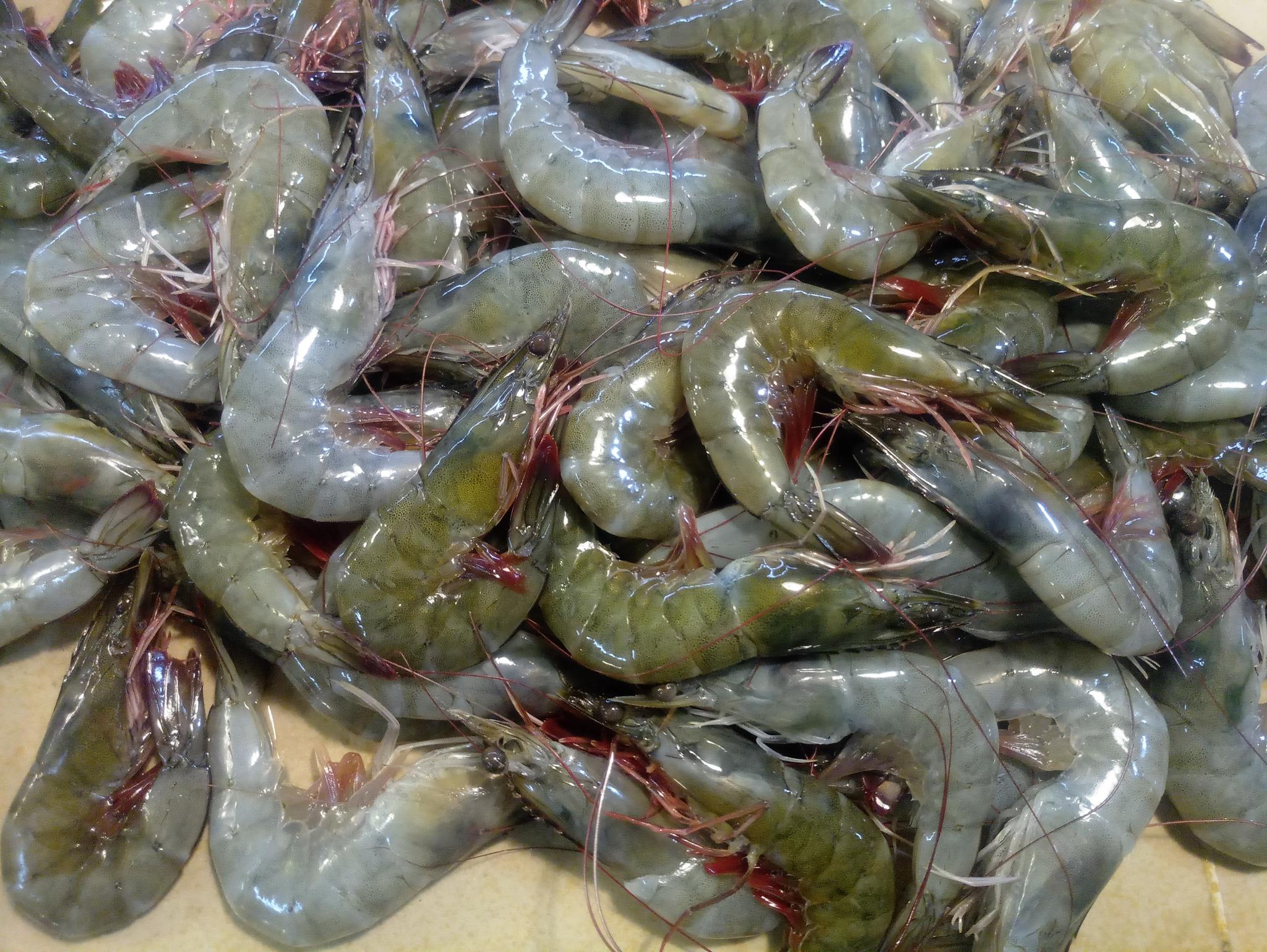 湛江早市，一些小海鲜，煲汤的海杂鱼最受欢迎|杂鱼|鲳鱼|鱼_新浪新闻