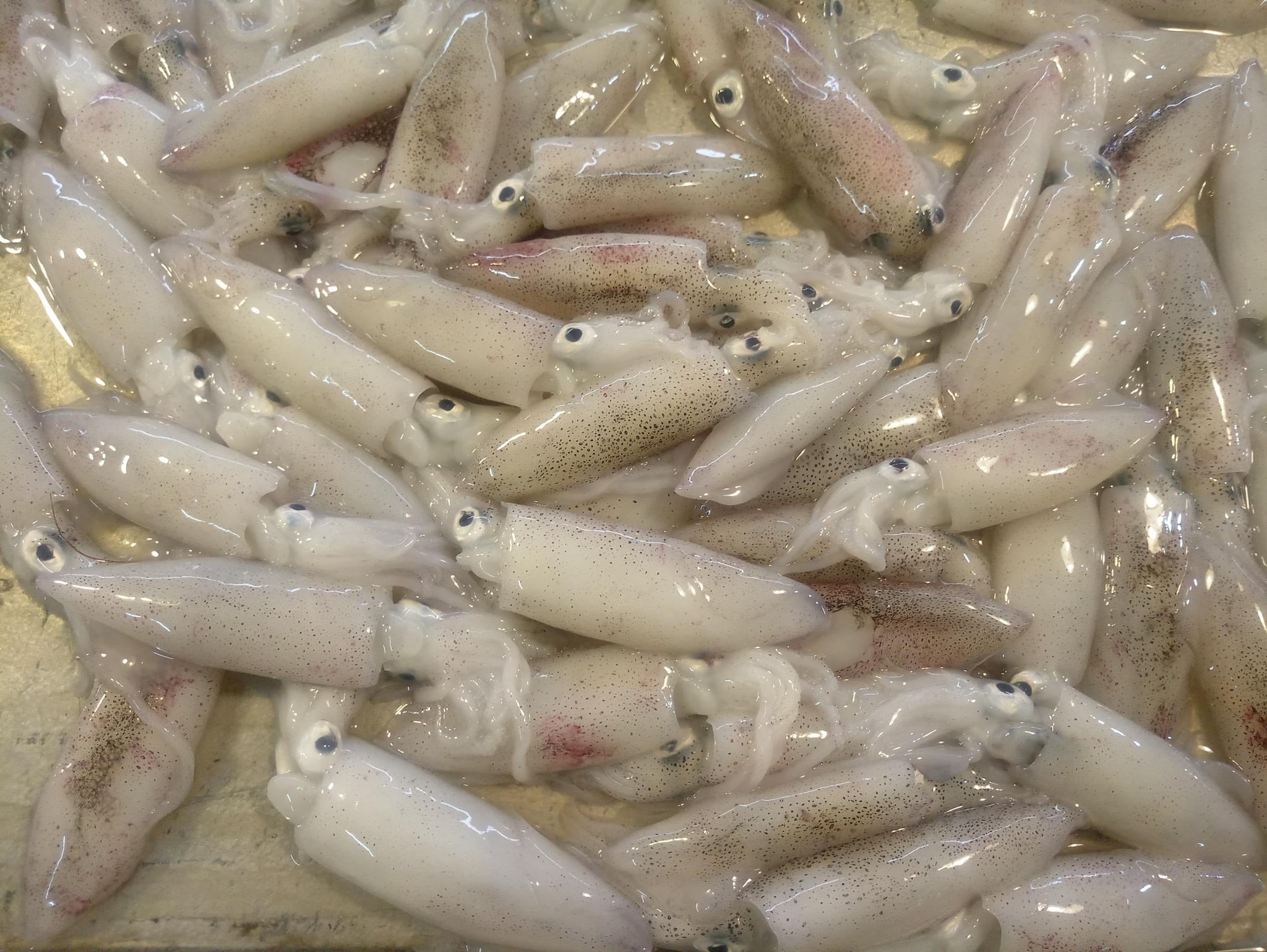 湛江早市一些小海鲜煲汤的海杂鱼最受欢迎