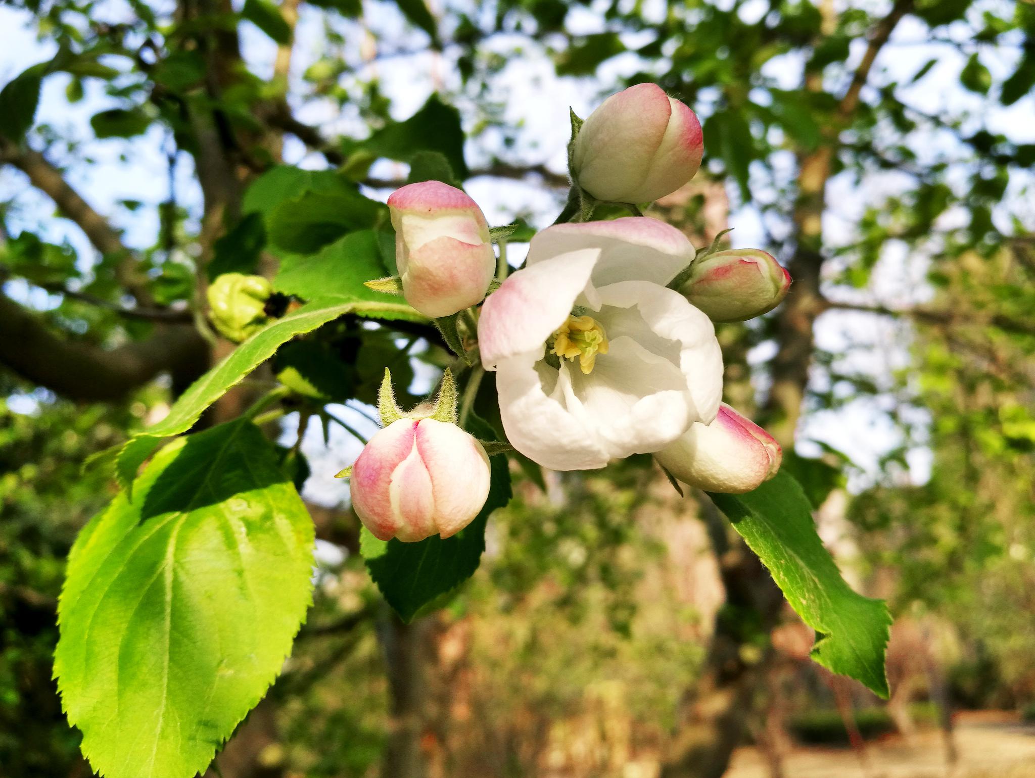 春天来了果树花开了