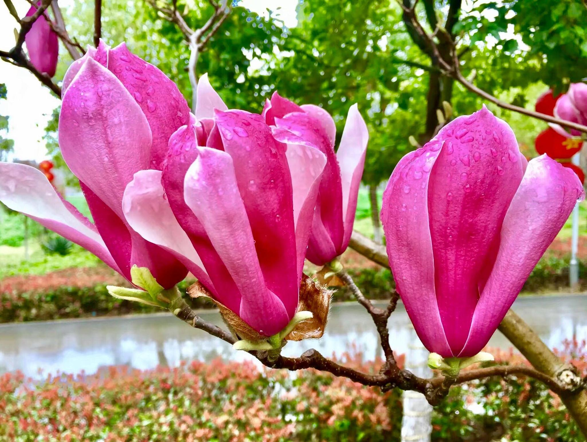 花卉摄影紫玉兰