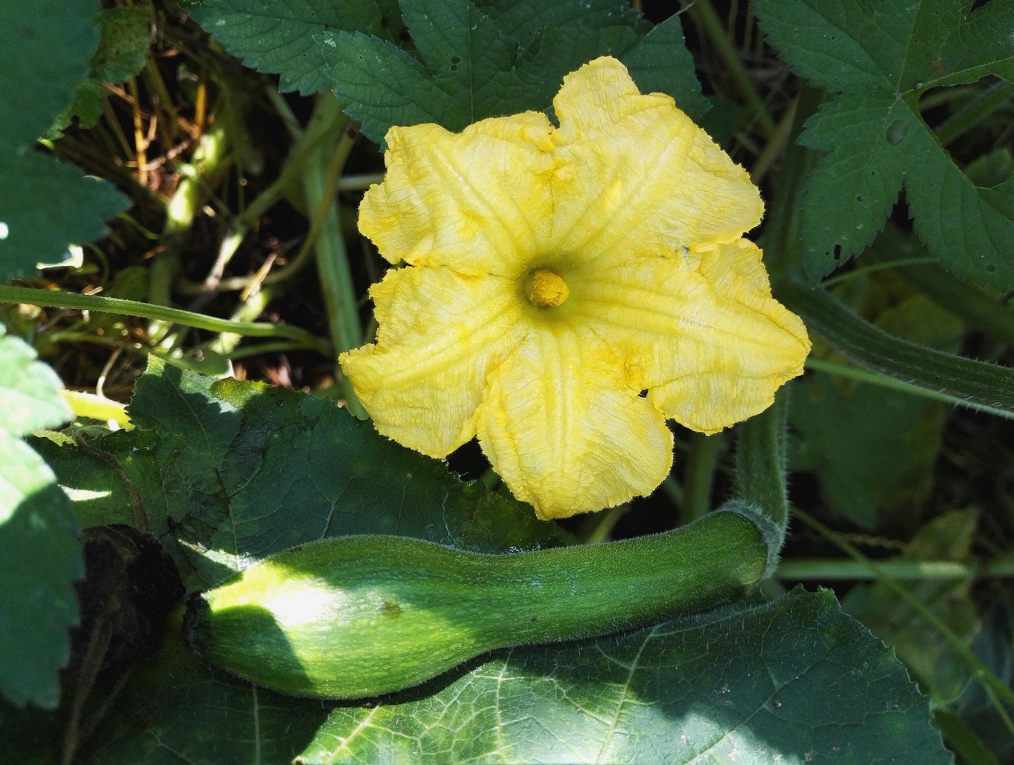 植物花卉,南瓜花