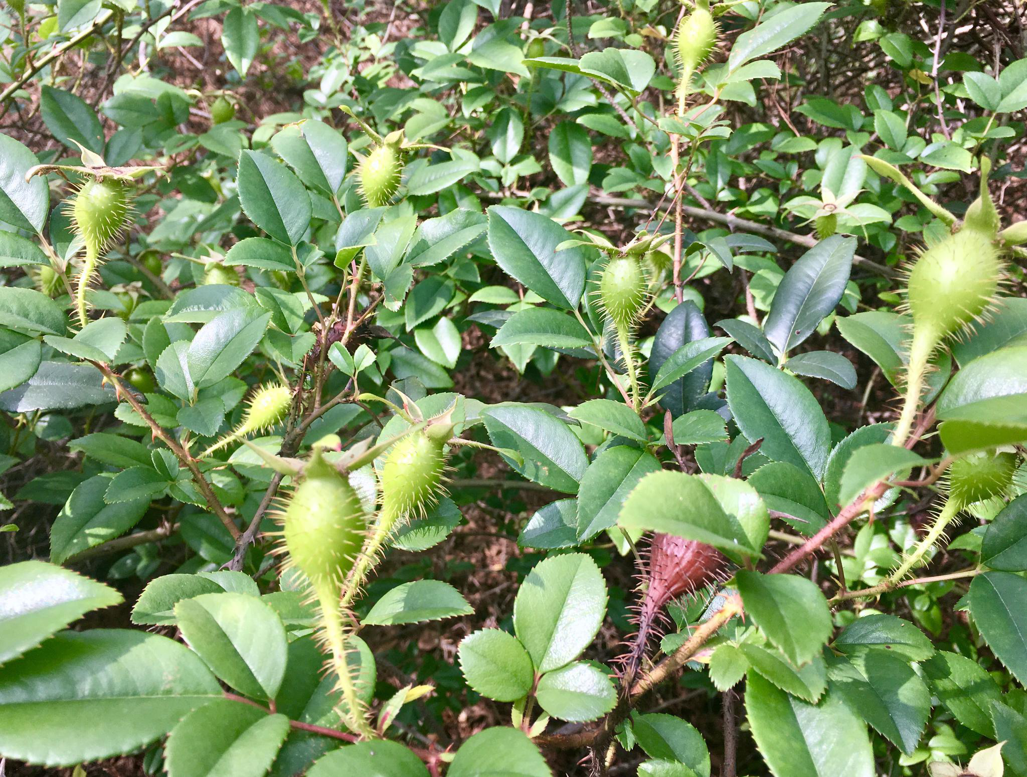 金樱子别名刺梨子山石榴