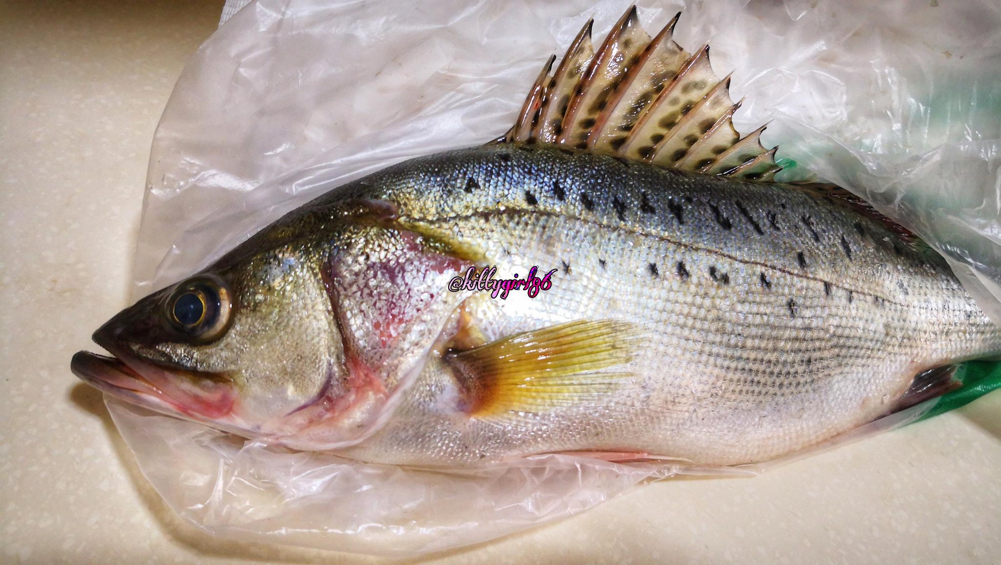 肥美海鲈鱼手机原创摄影作品