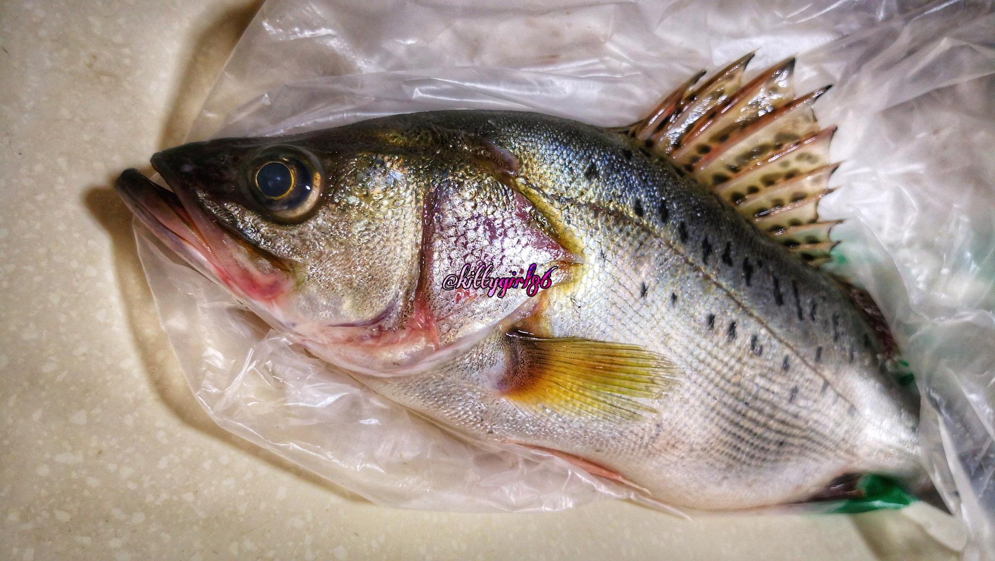 肥美海鲈鱼手机原创摄影作品