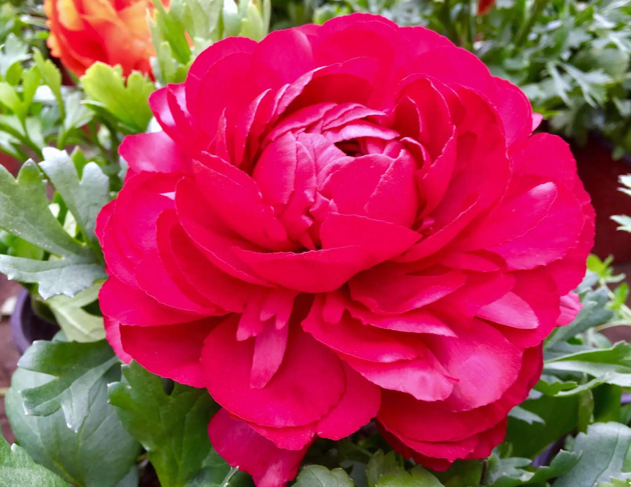 花卉摄影花毛茛芹叶牡丹