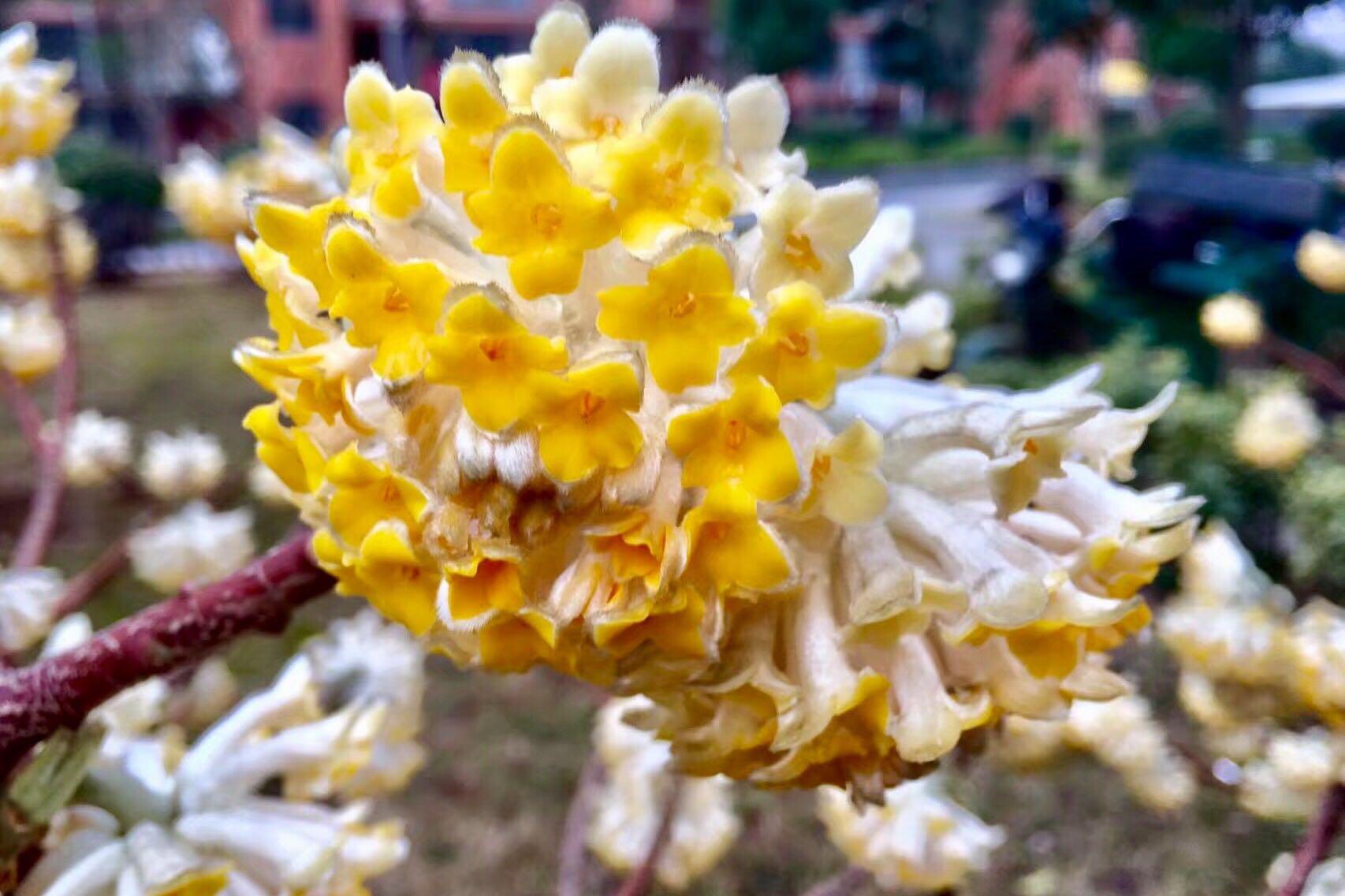 又见结香花盛开|结香花_新浪新闻