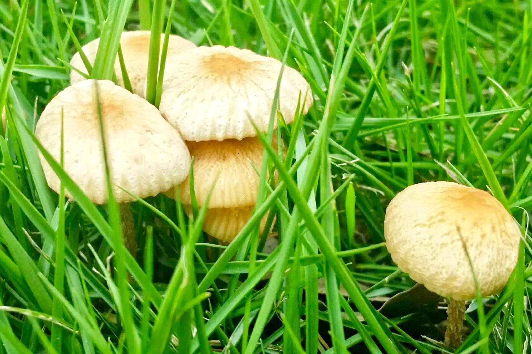 草丛里的蘑菇96