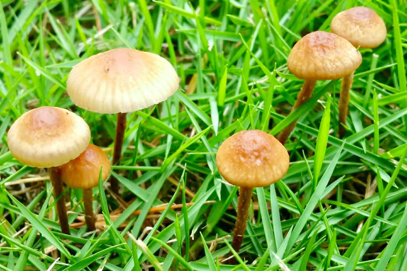 草丛里的蘑菇96