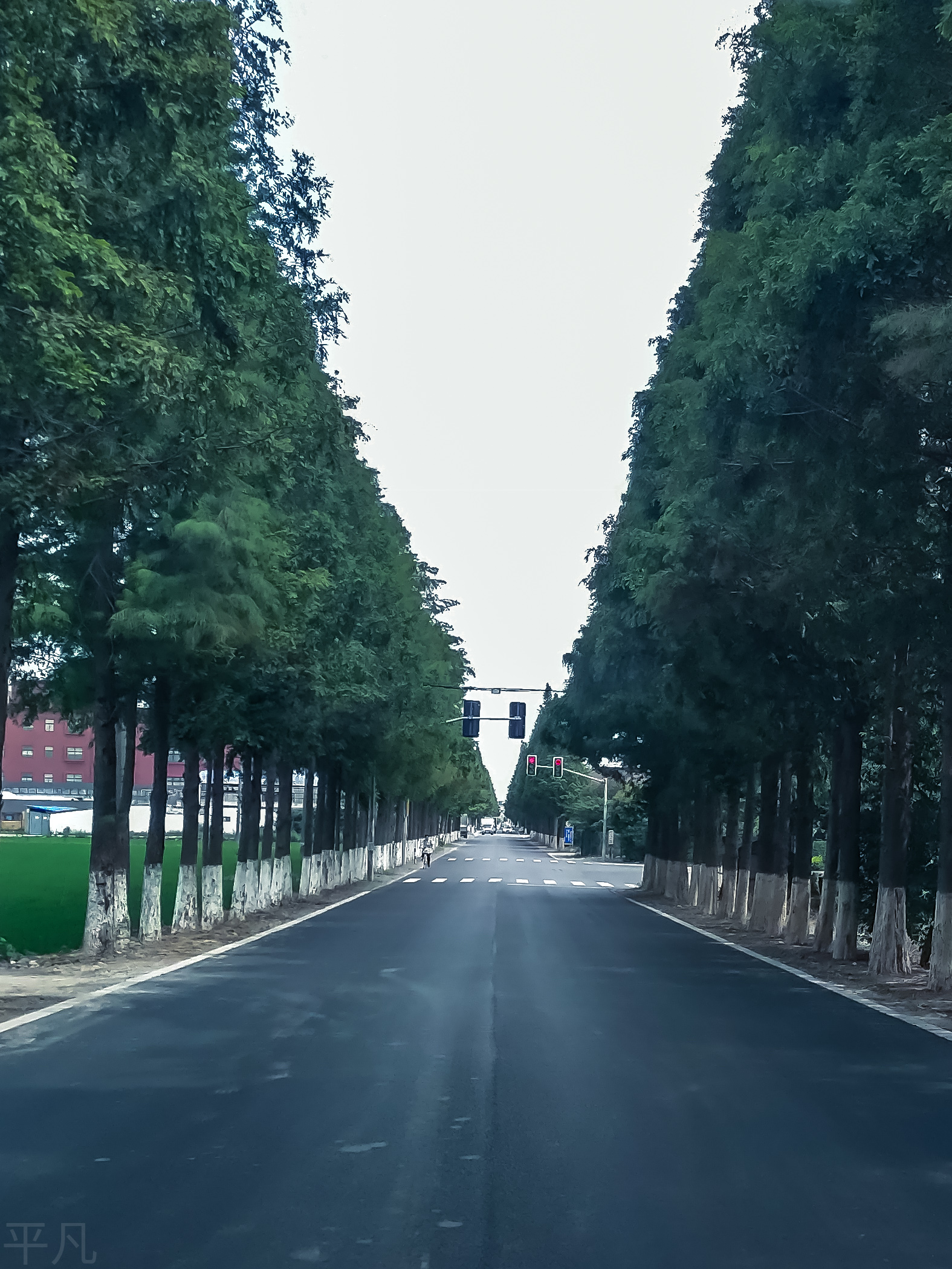 水杉树行道树的美