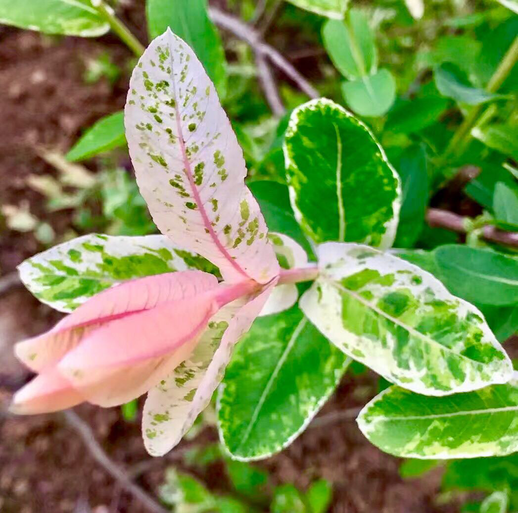 花葉杞柳新長出的葉如開出的花