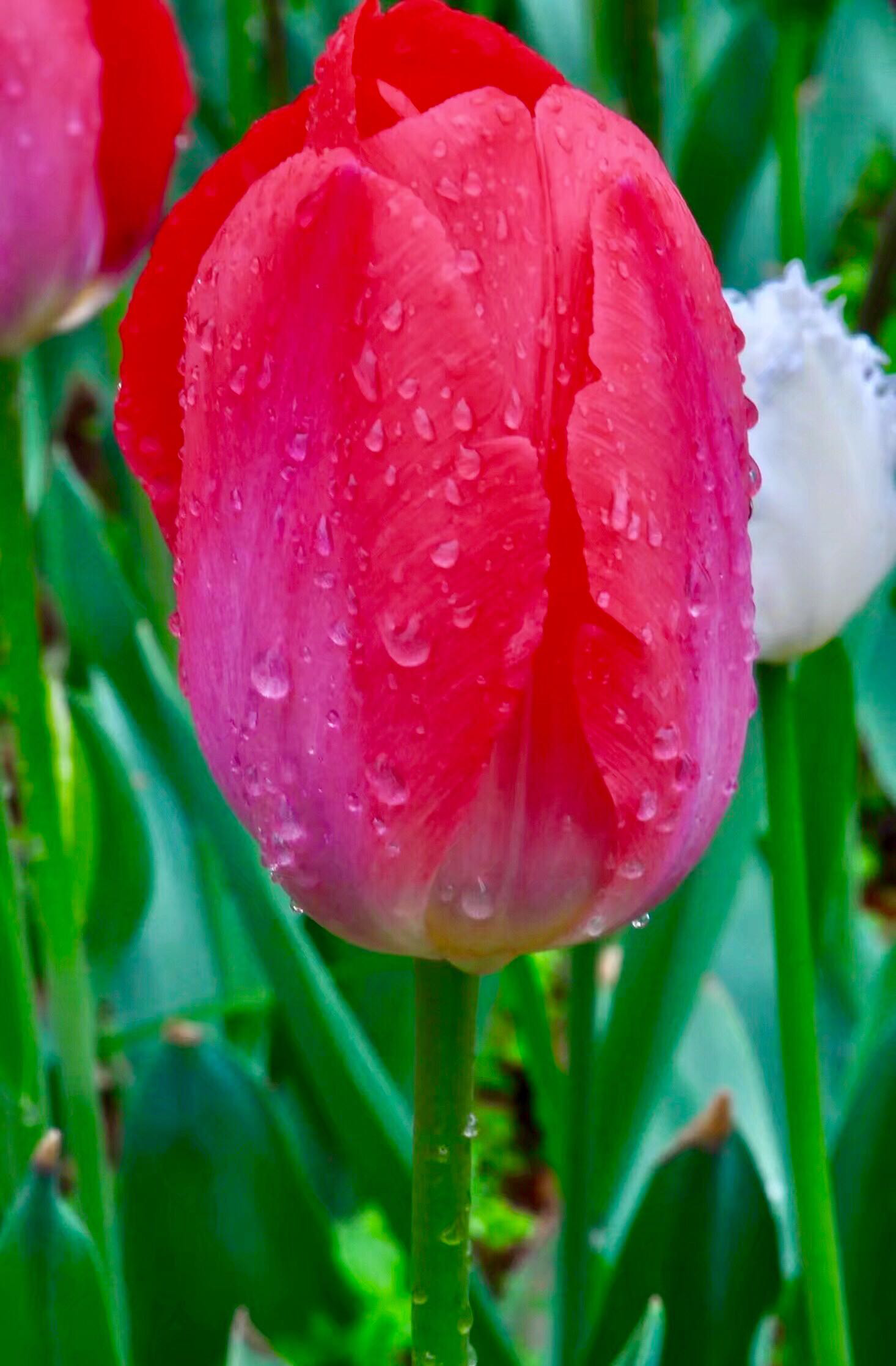 郁金香·世界花中皇后