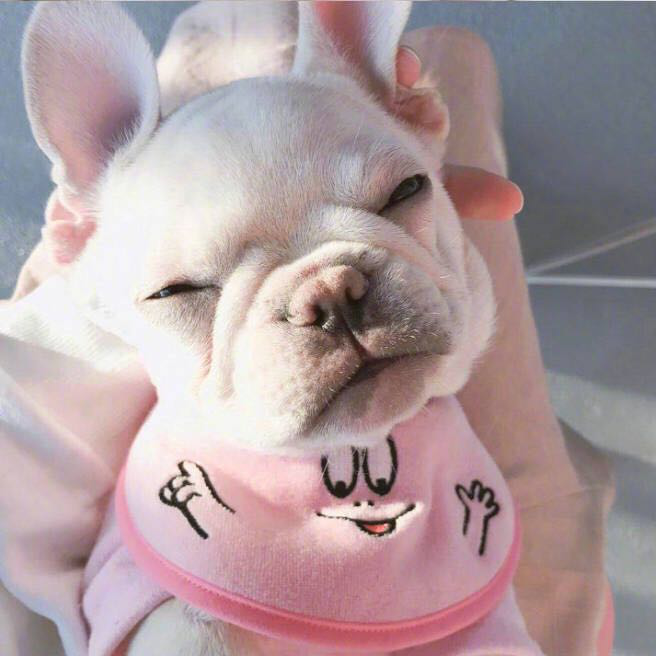 萌宠表情包小法斗