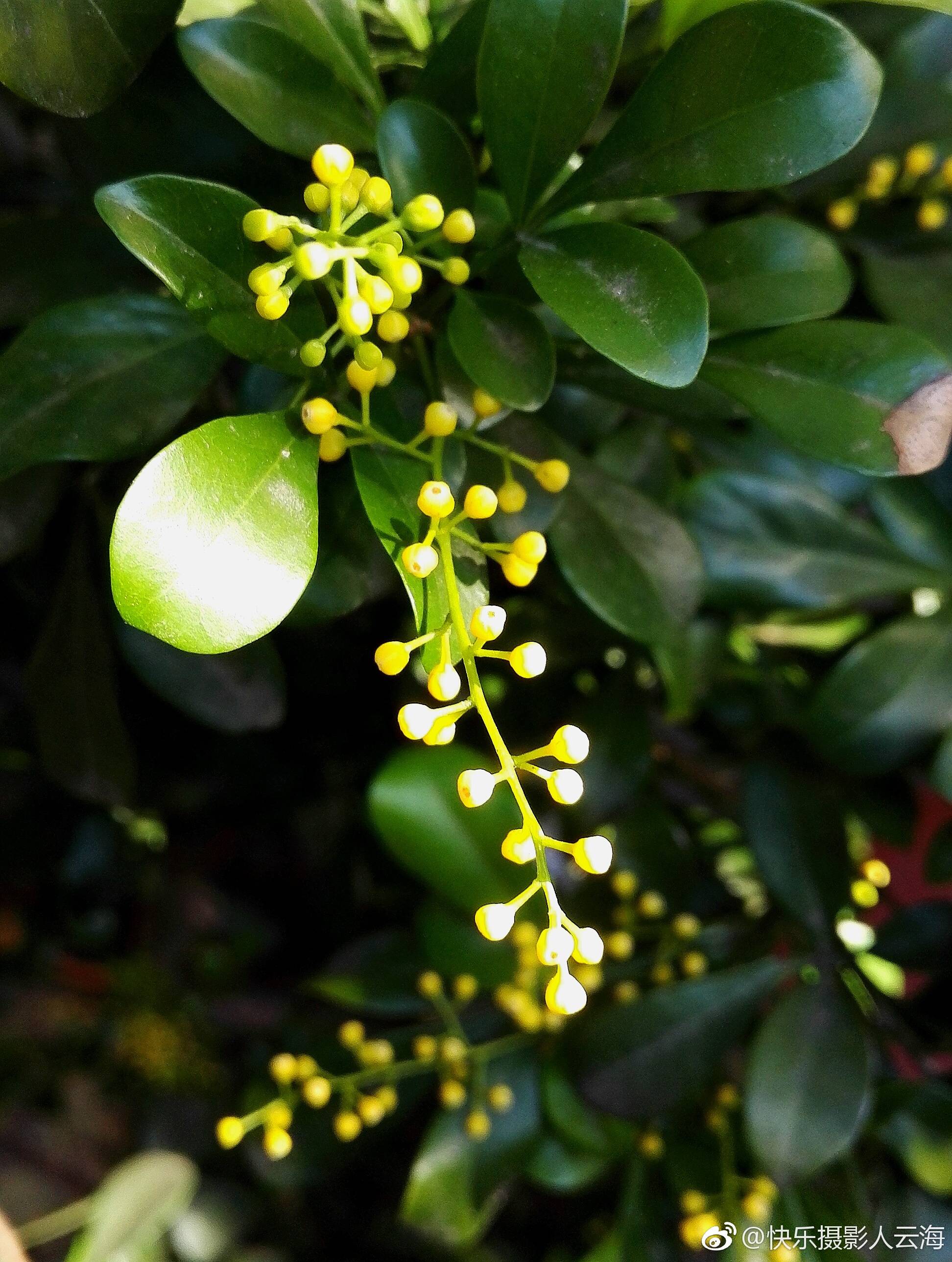 植物花卉米兰花