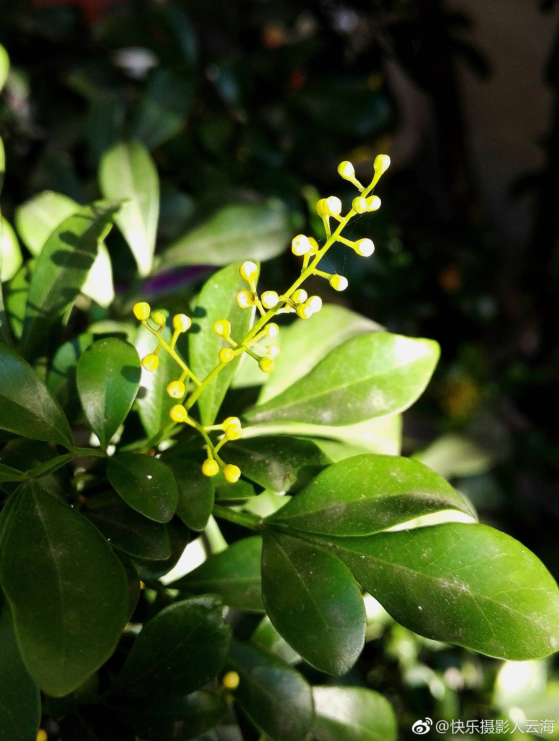 植物花卉米兰花