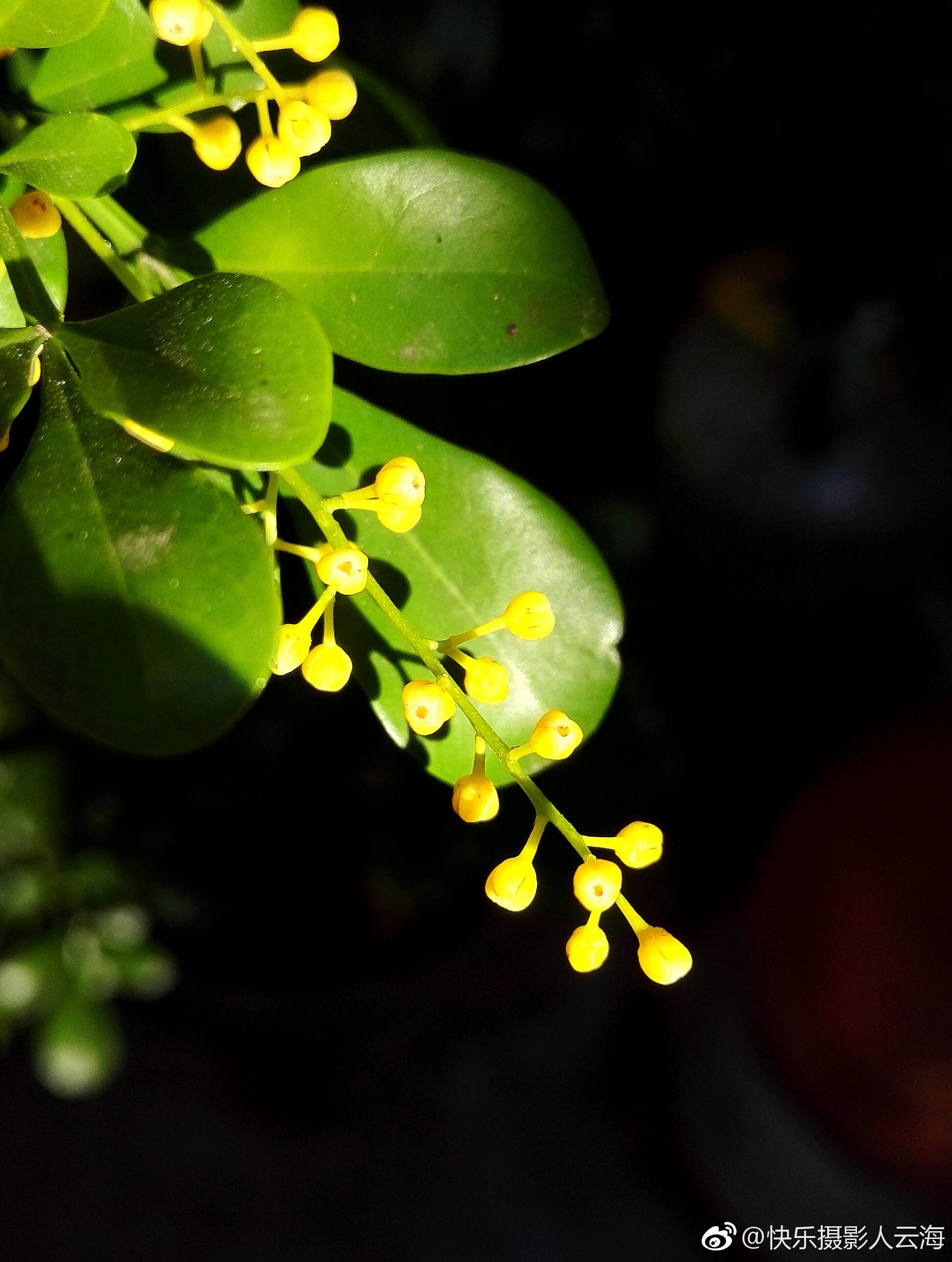 植物花卉米兰花