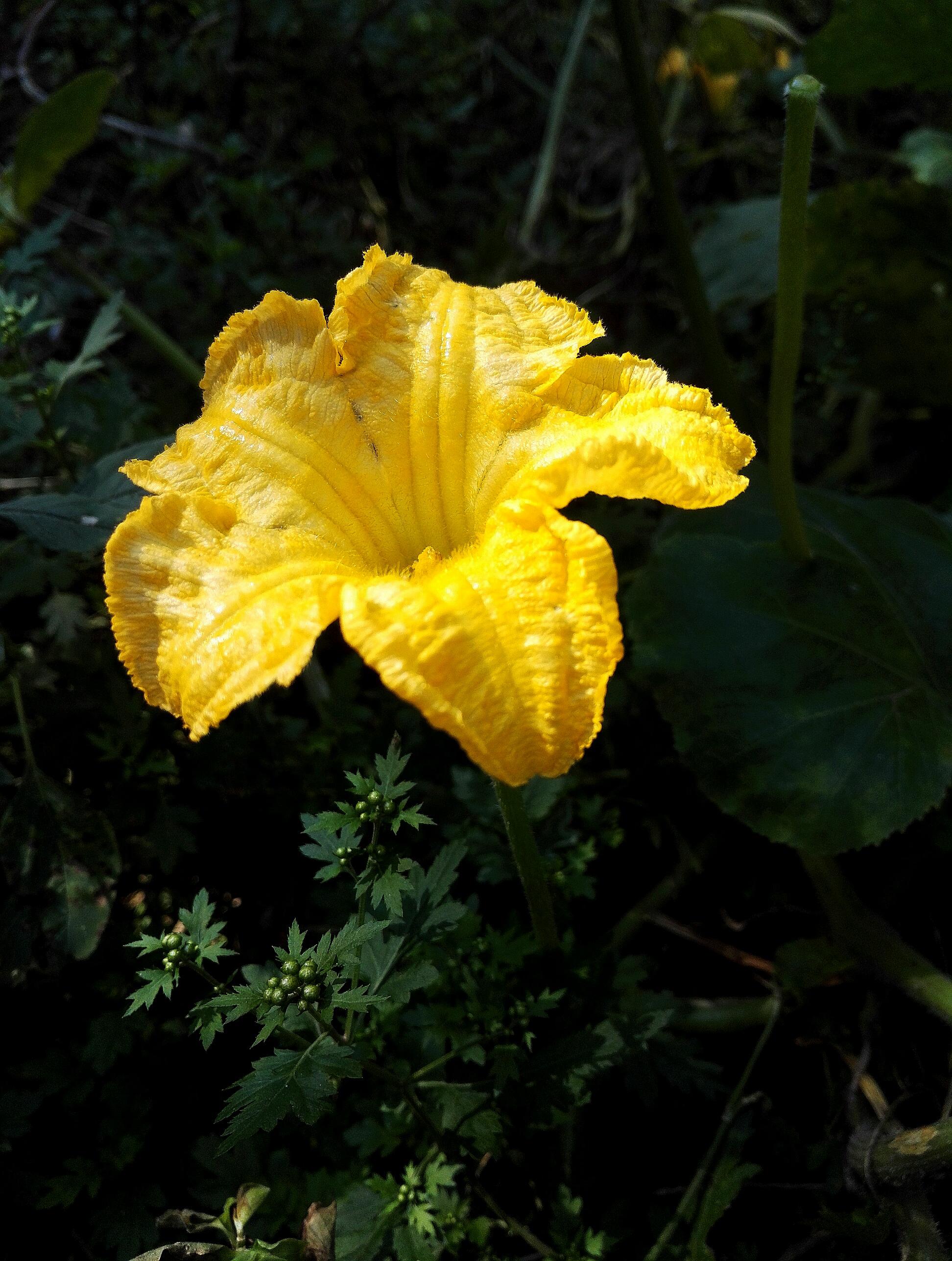 植物花卉,南瓜花