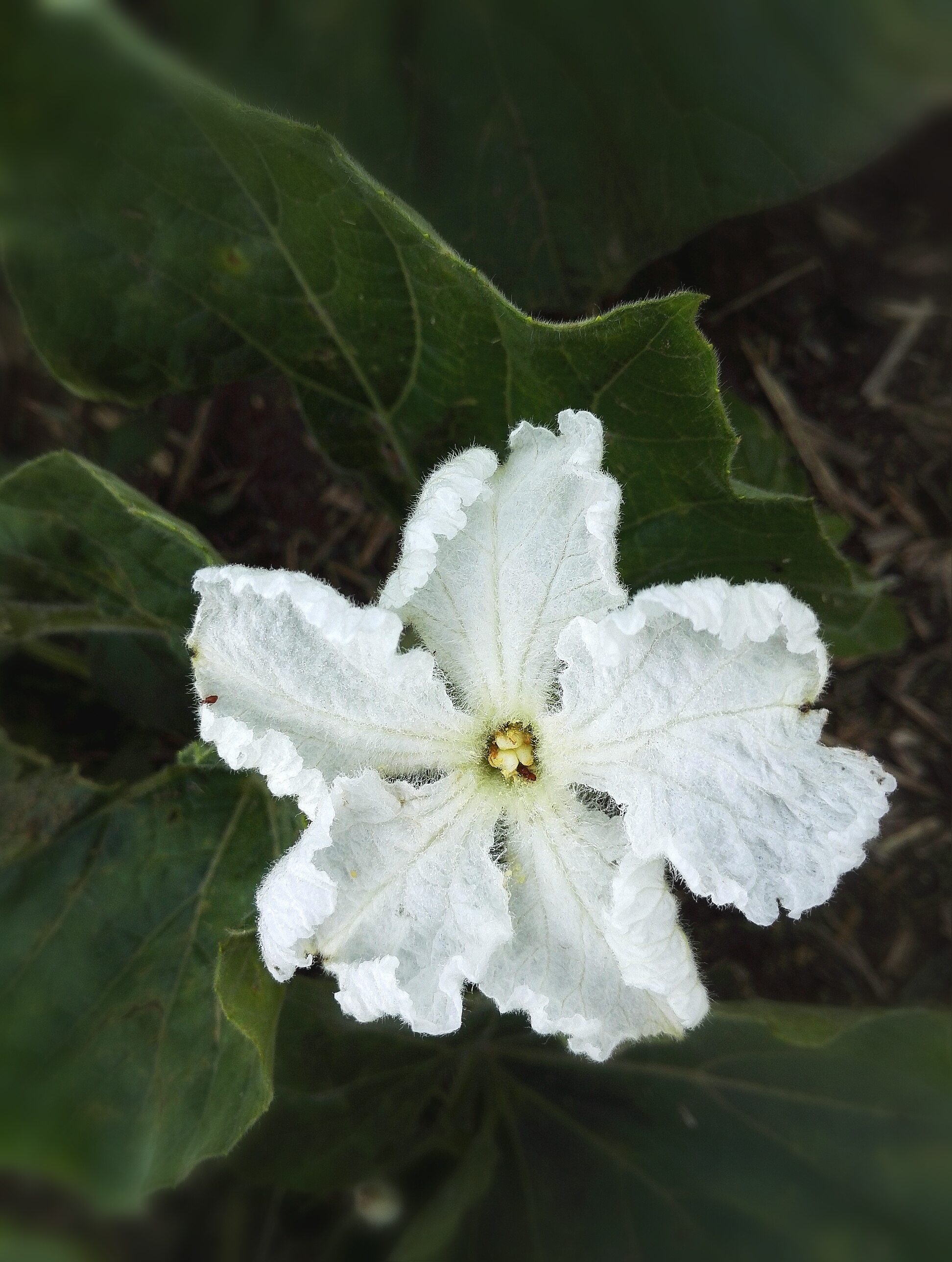 植物花卉葫芦花