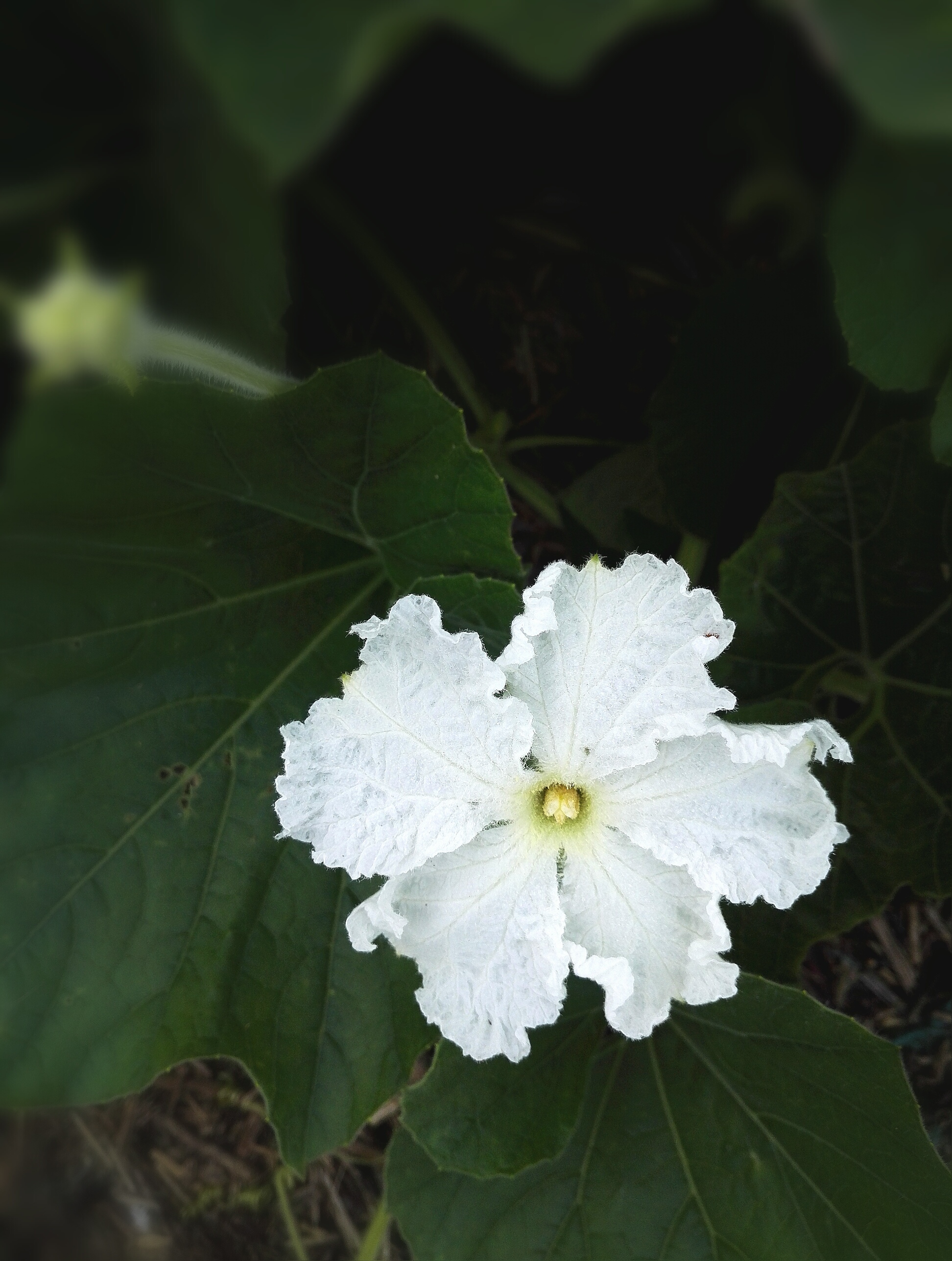 植物花卉葫芦花