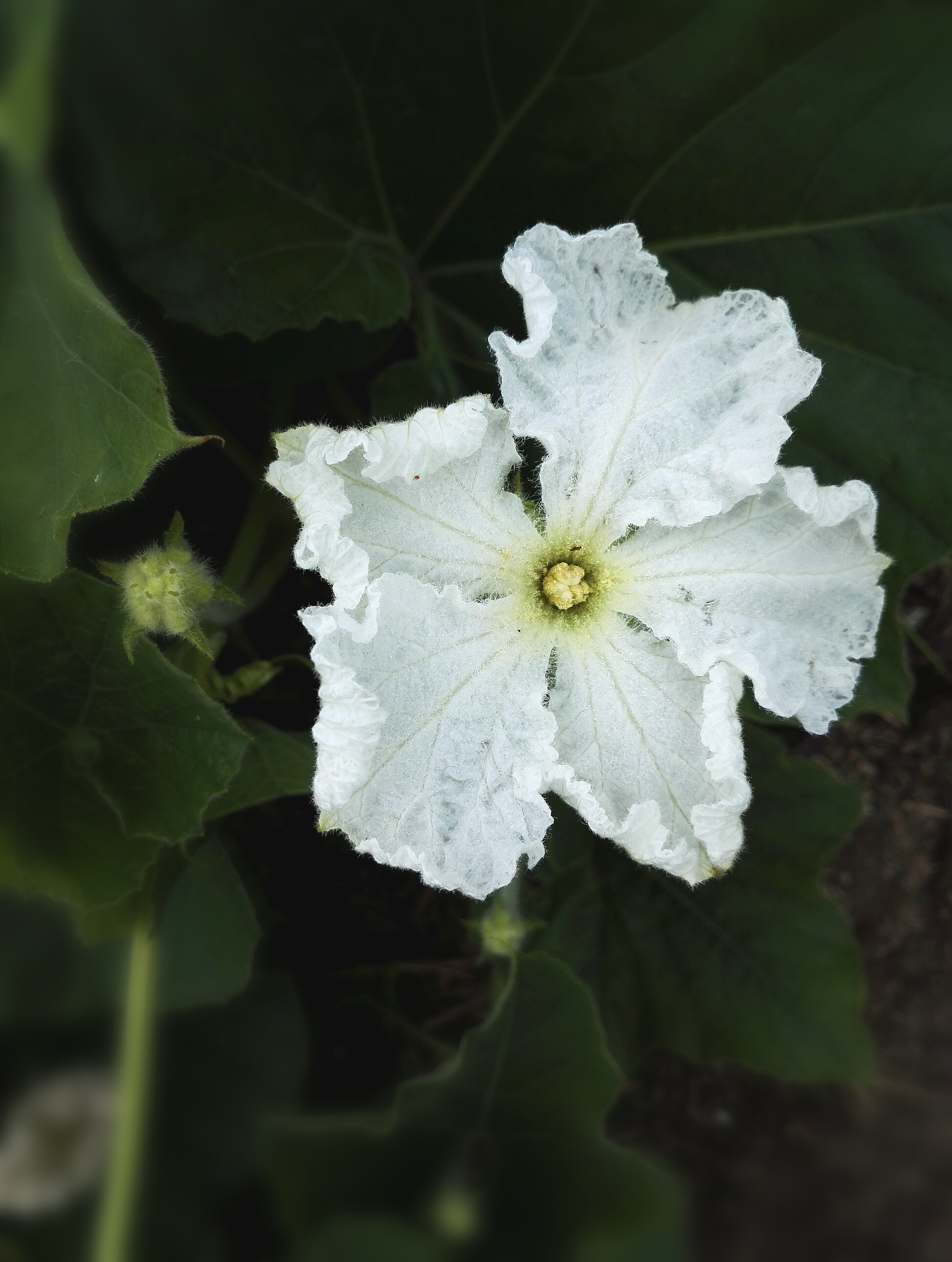 植物花卉葫芦花