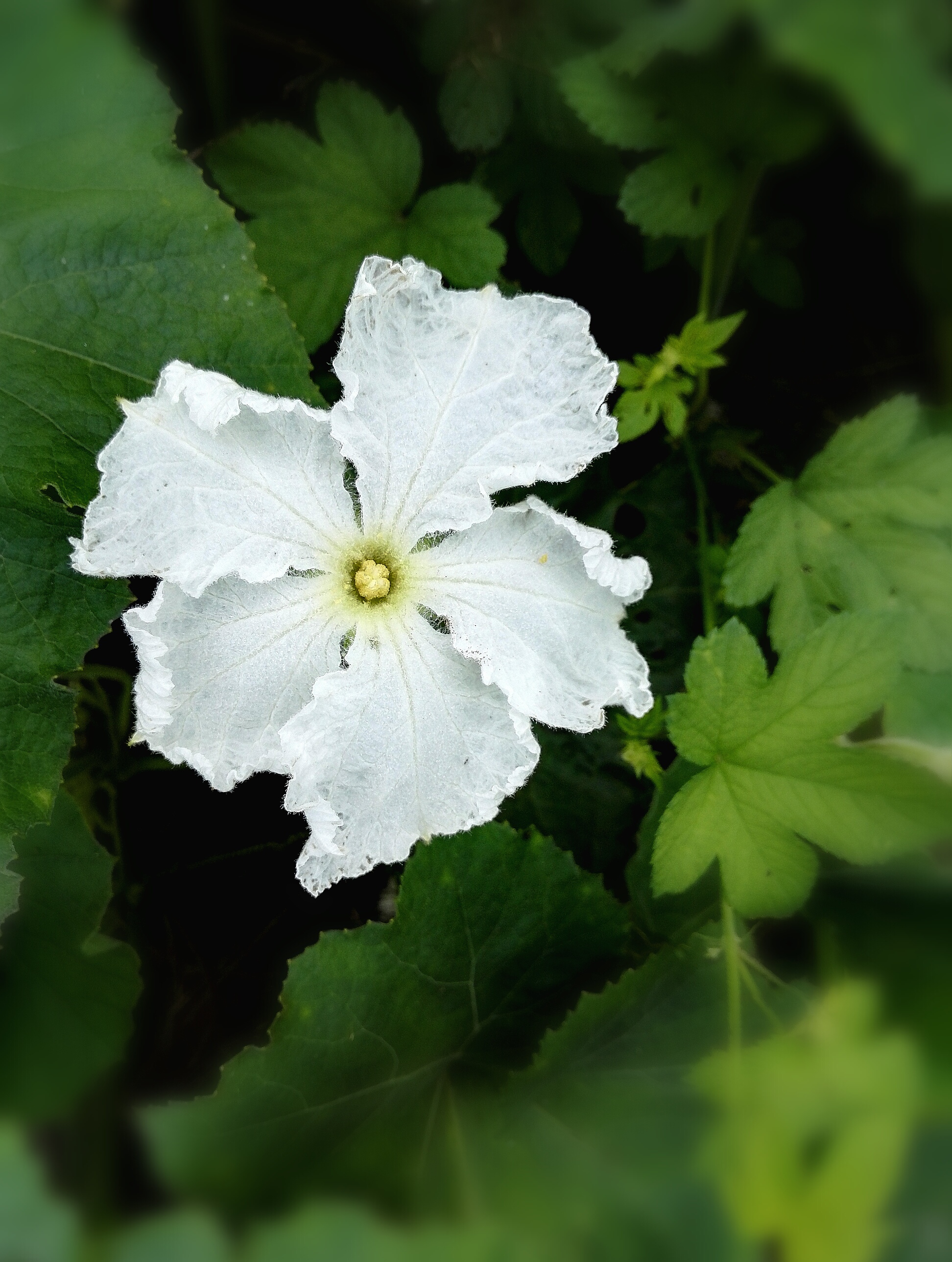 植物花卉,葫芦花植物花卉,葫芦花植物花卉,葫芦花植物