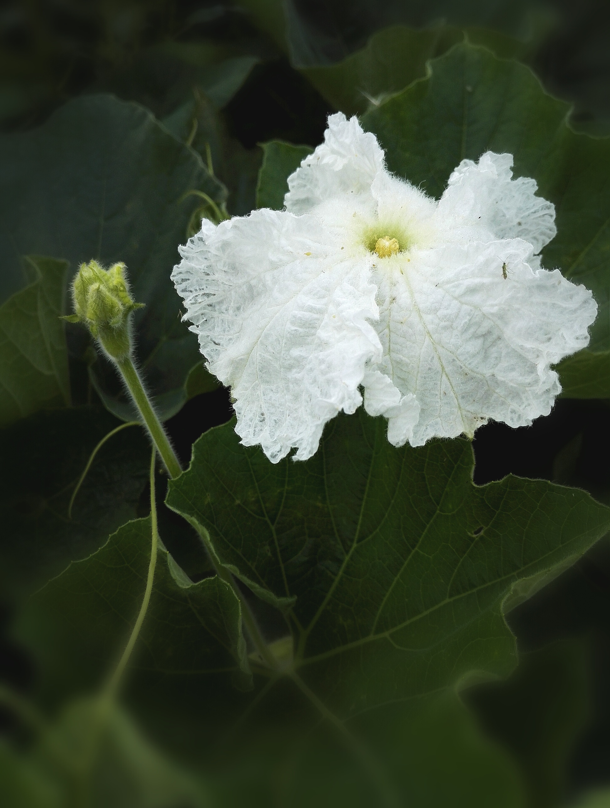 植物花卉葫芦花