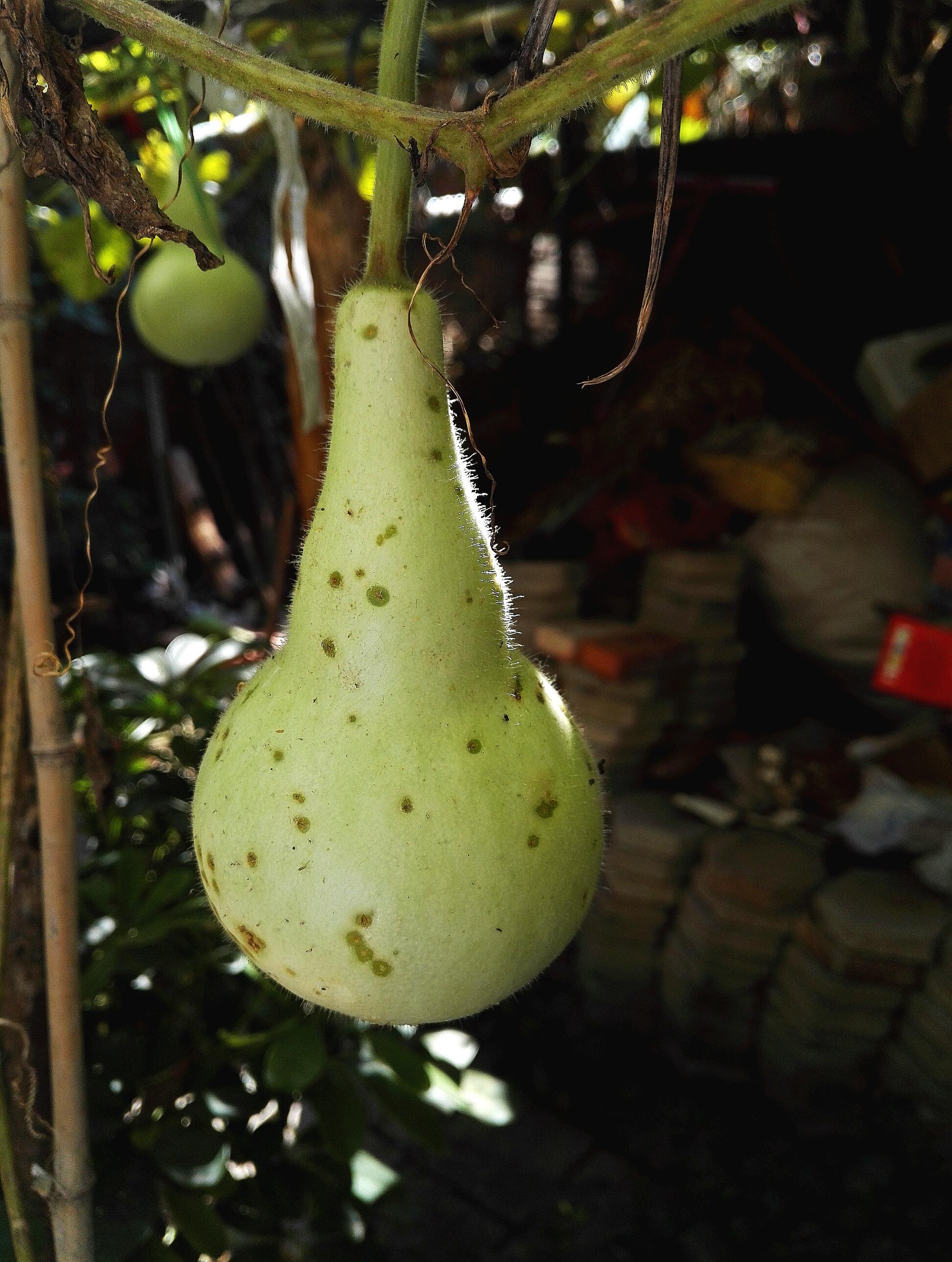 快要成熟的小葫芦