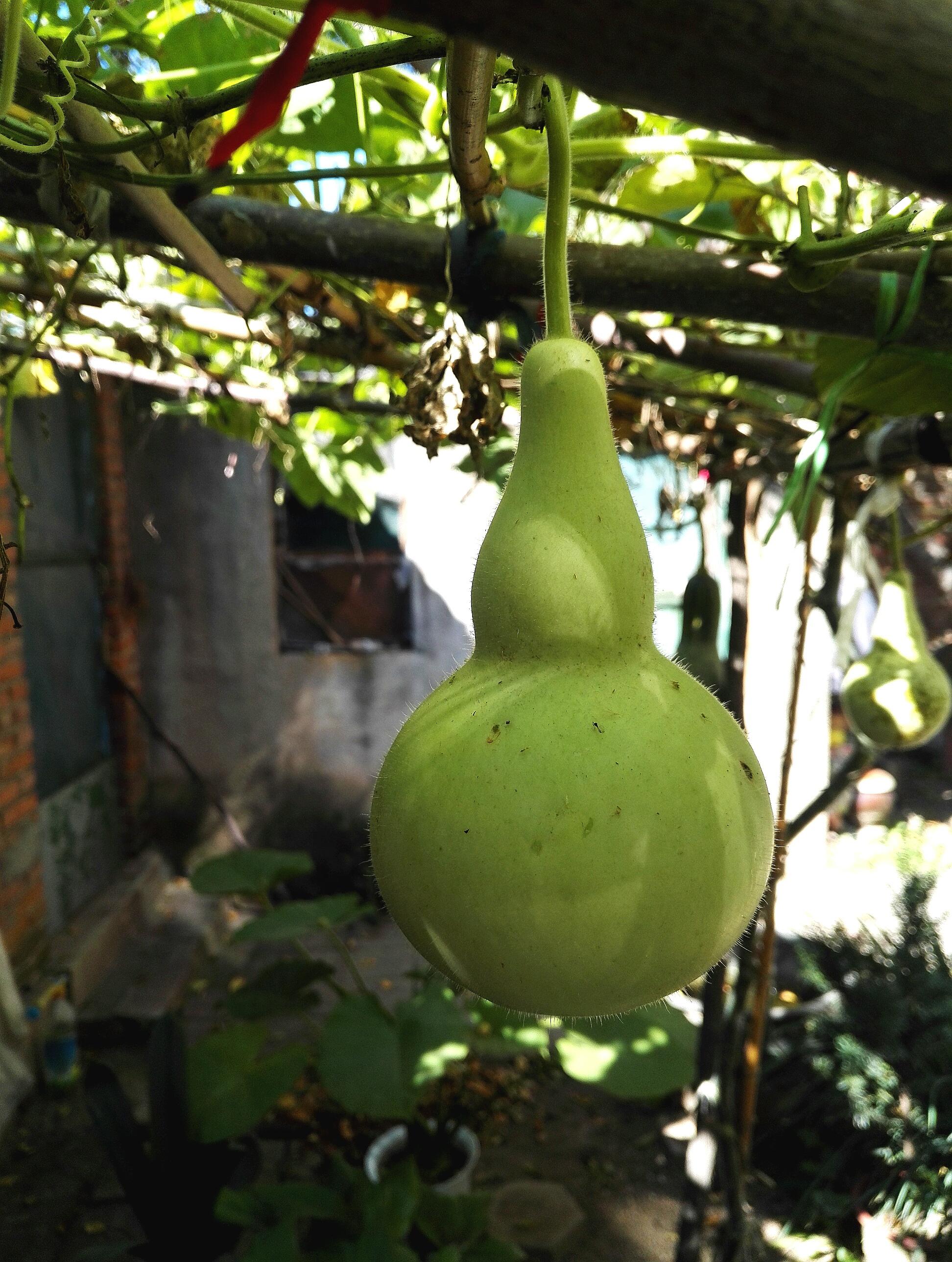 快要成熟的小葫芦