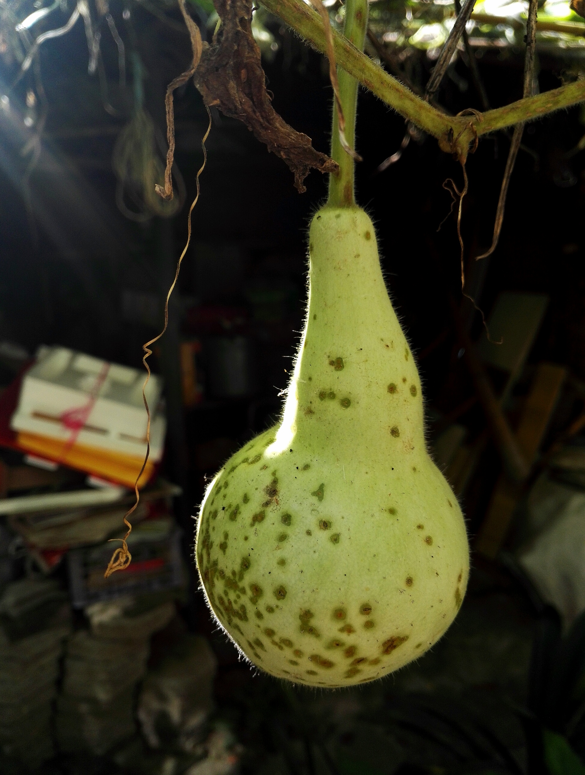 快要成熟的小葫芦