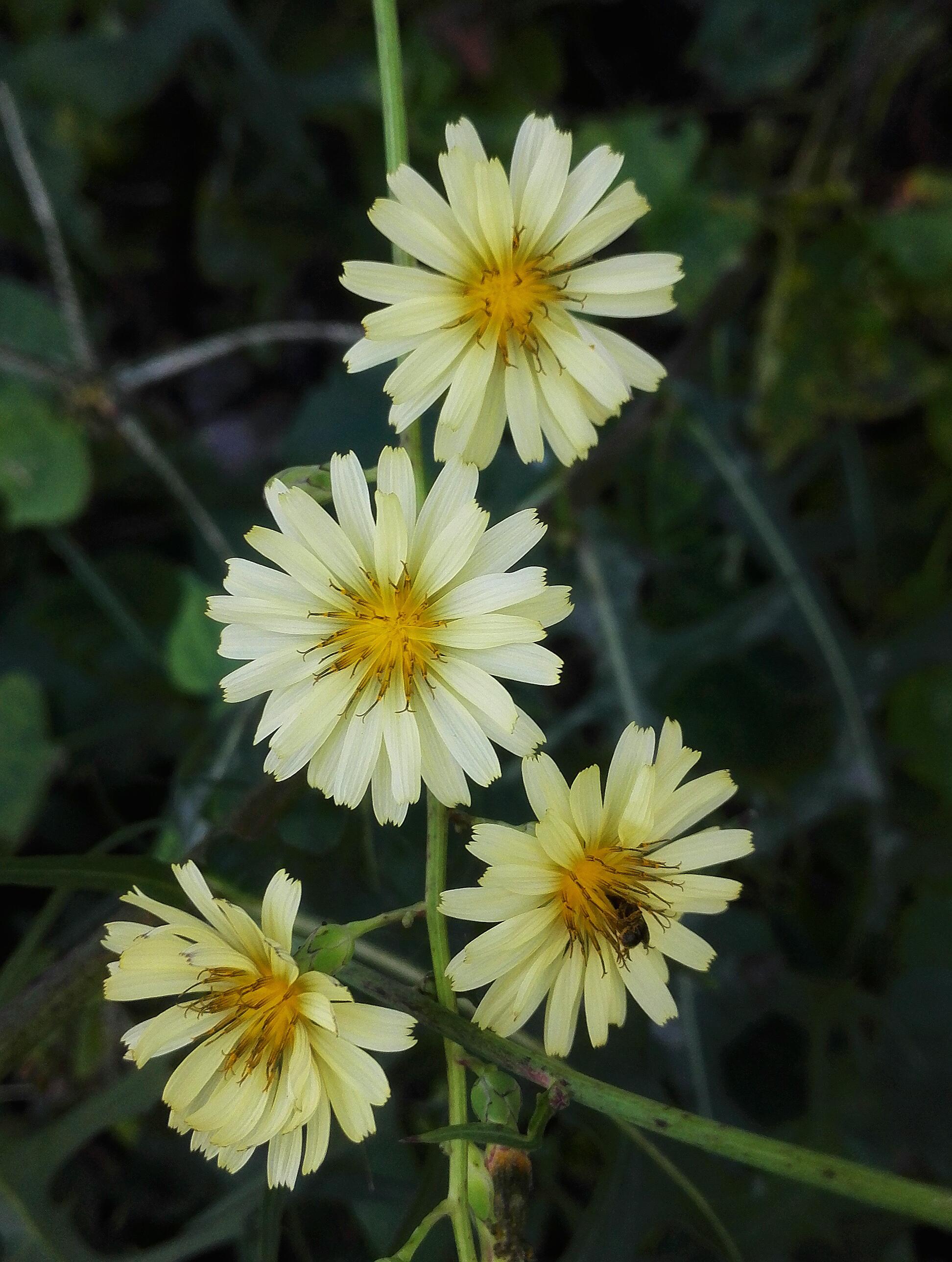 植物花卉,翅果菊