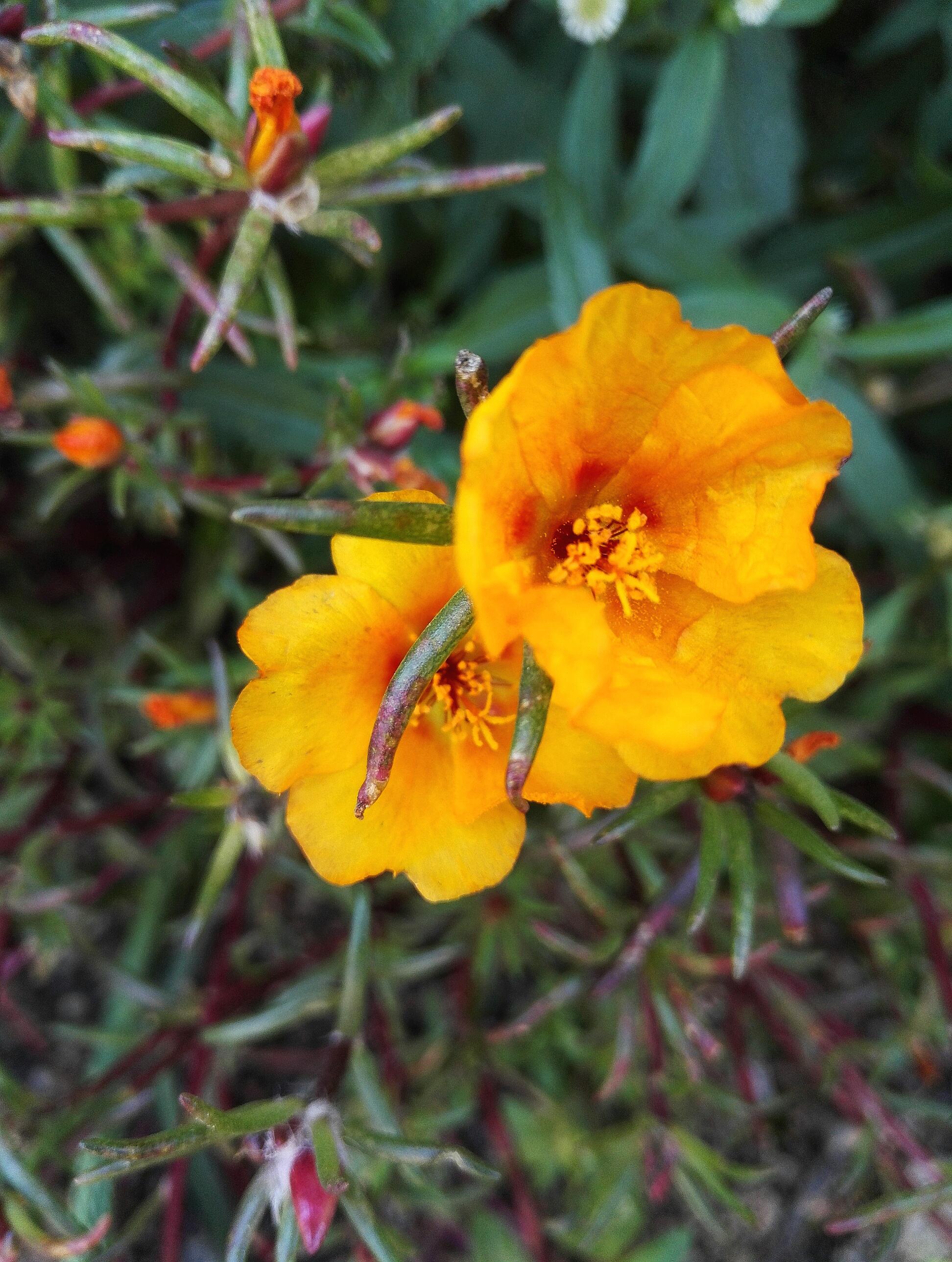 植物花卉,大花马齿苋