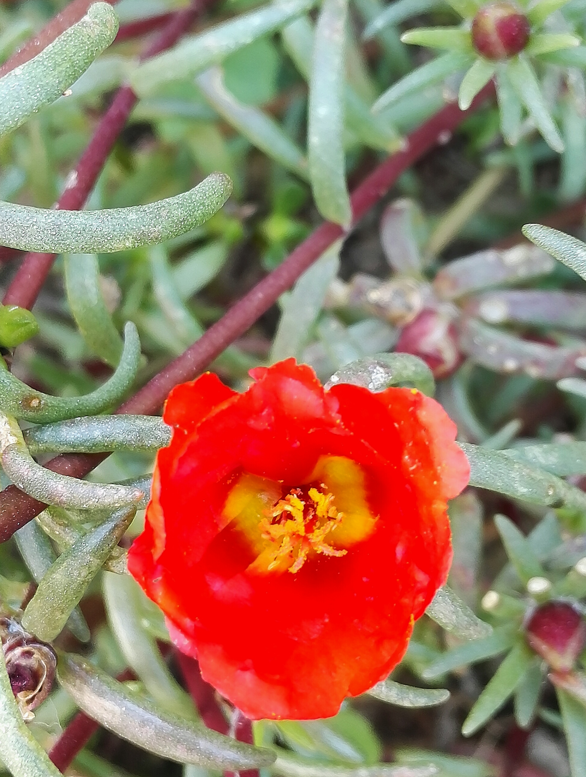 植物花卉,大花马齿苋