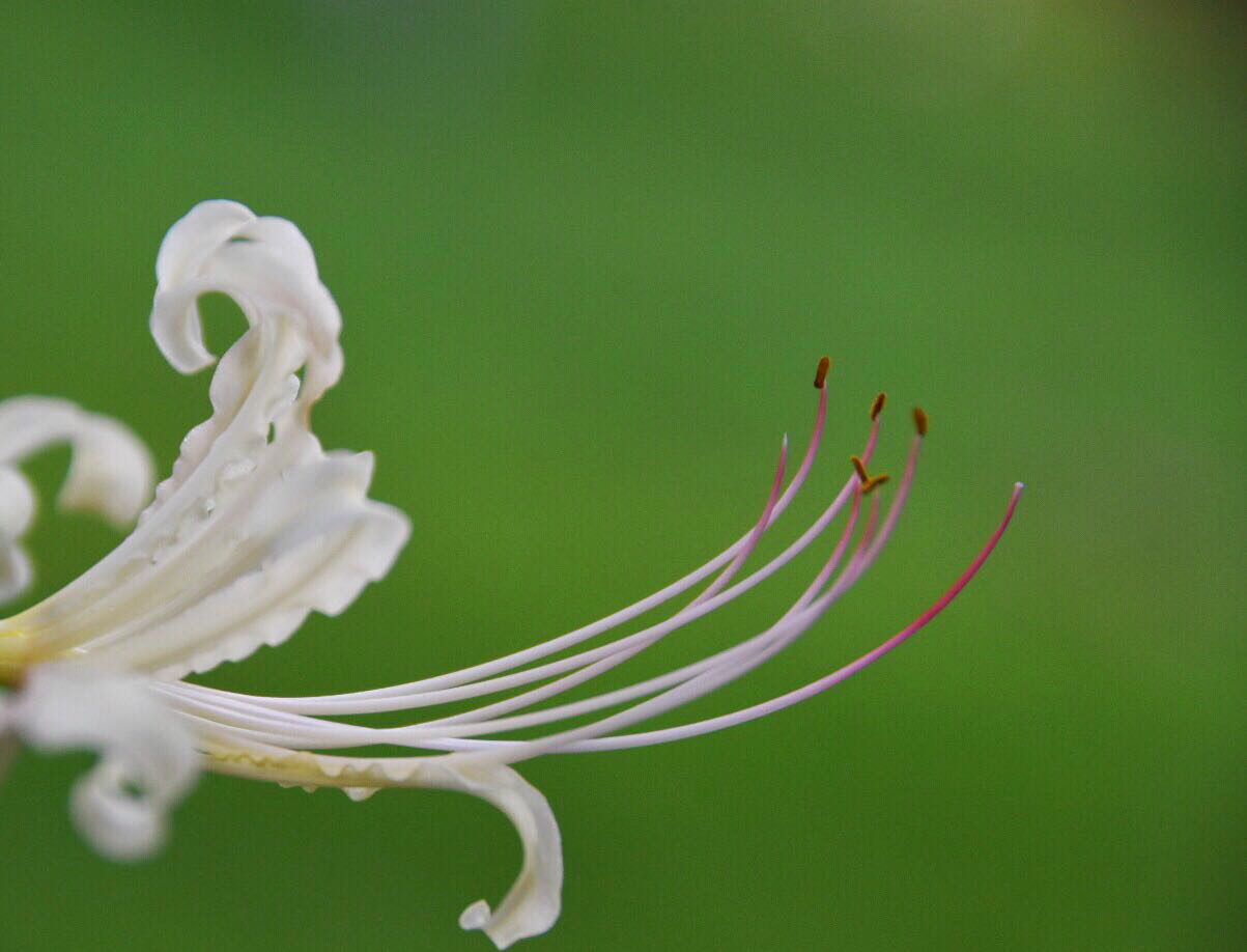 白色彼岸花曼陀罗天堂之花