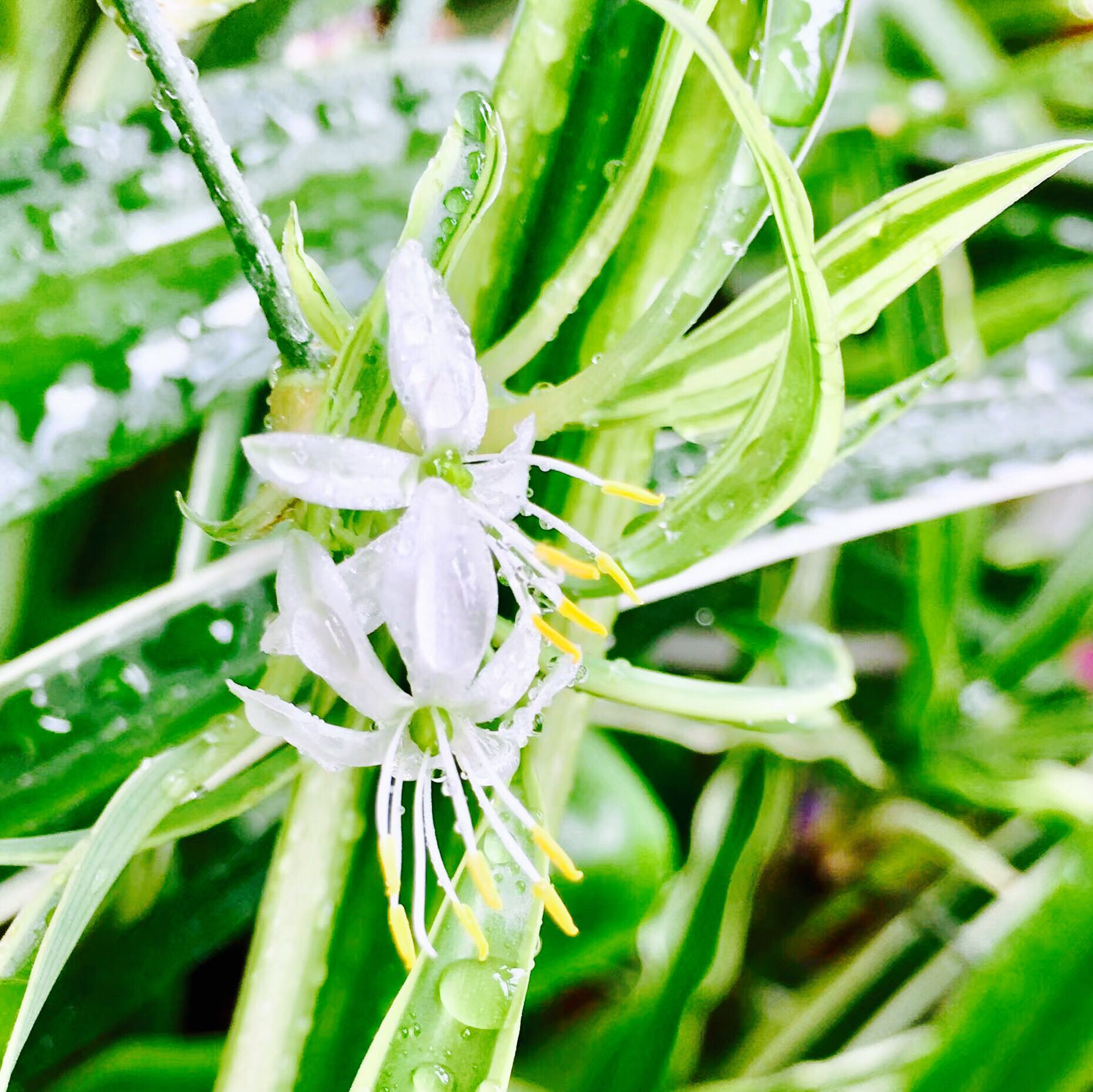 花卉摄影·吊兰花开|吊兰花|花卉|摄影_新浪新闻