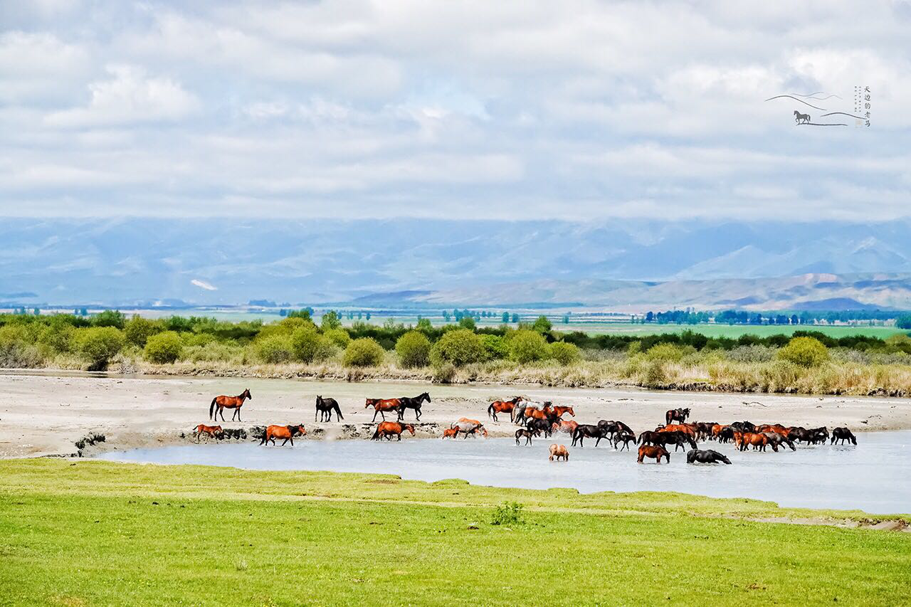 昭苏草原天马沐浴