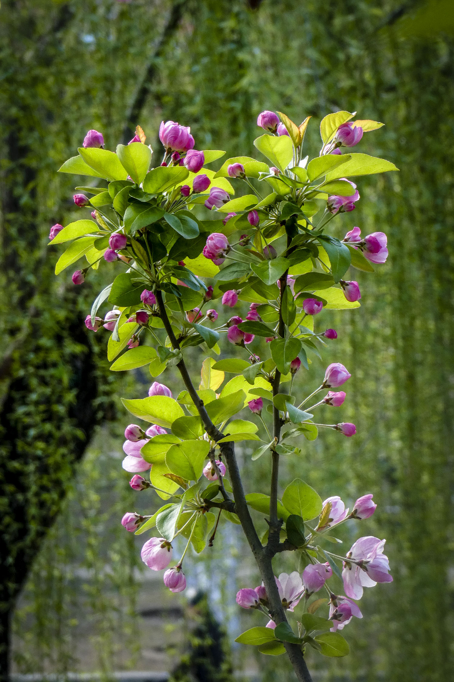 北土城的海棠花开了现在去赏花正当时
