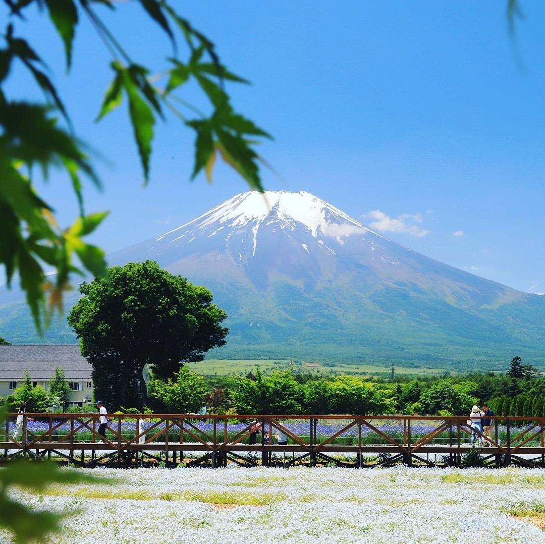 富士山脚下的群芳争艳——山中湖花之都公园.