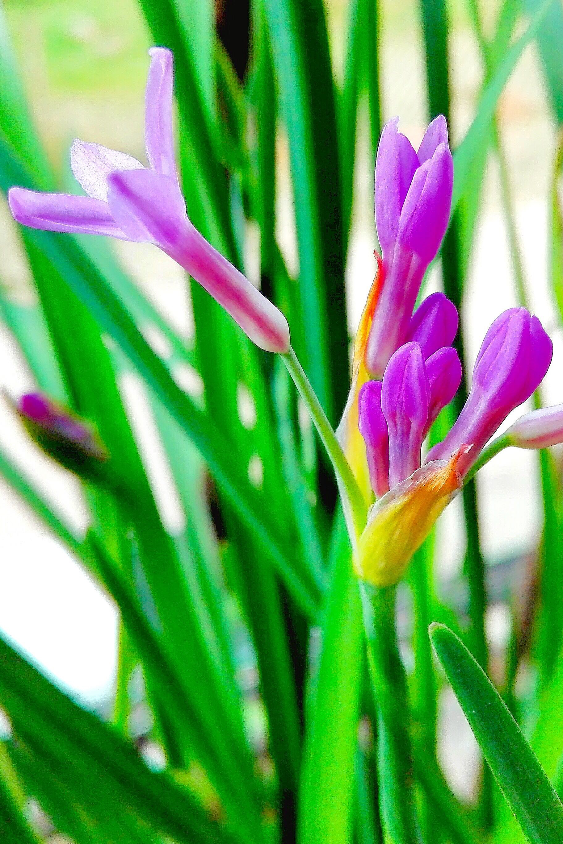 紫娇花别名非洲小百合全株浓郁韭菜味可食用