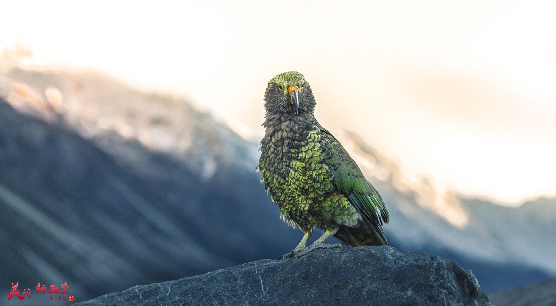 新西兰啄羊鹦鹉