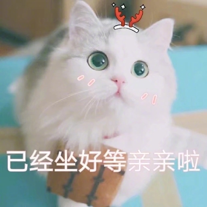 猫咪表情包撒娇专用敲可爱