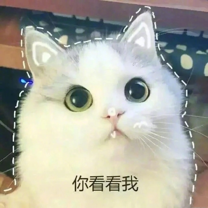 猫咪表情包撒娇专用敲可爱