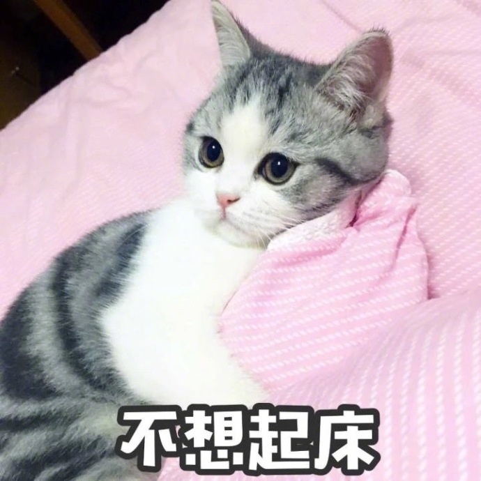 猫咪表情包撒娇专用敲可爱