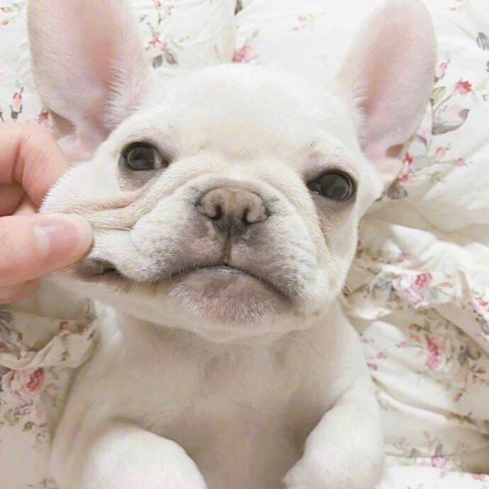 萌宠表情包小法斗