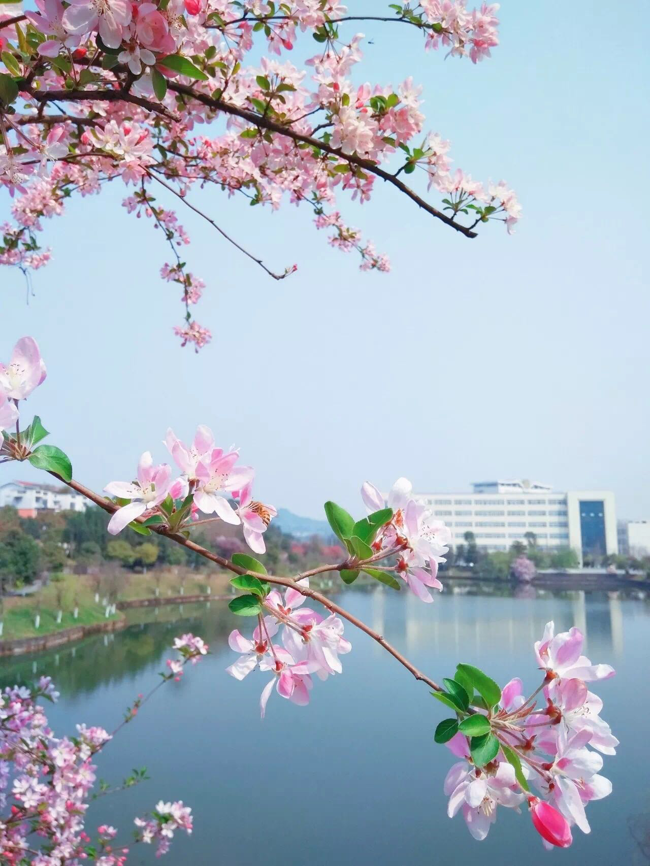趁着和微风正好都有,来看师大春日的旖旎风光!