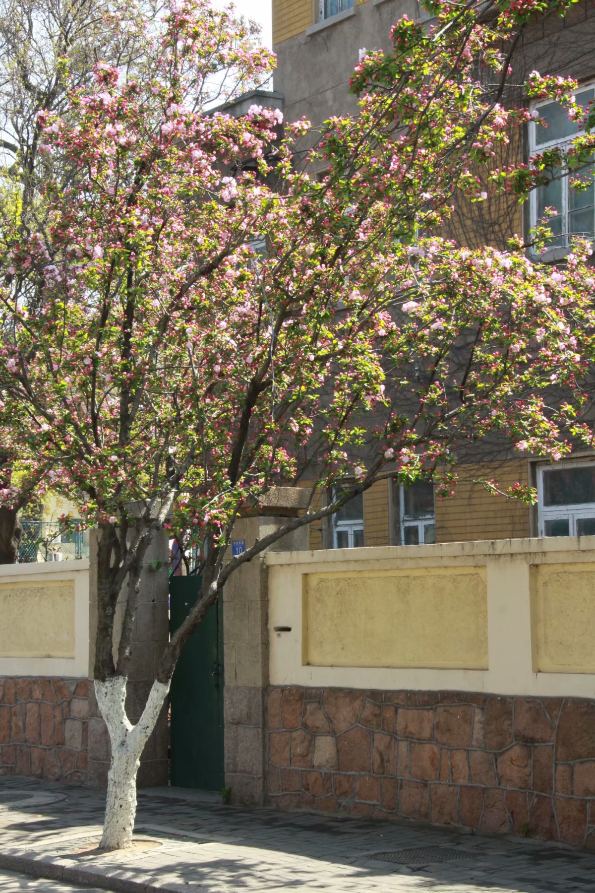 【摄影图集】八大关的海棠树【摄影图集】八大关的海棠