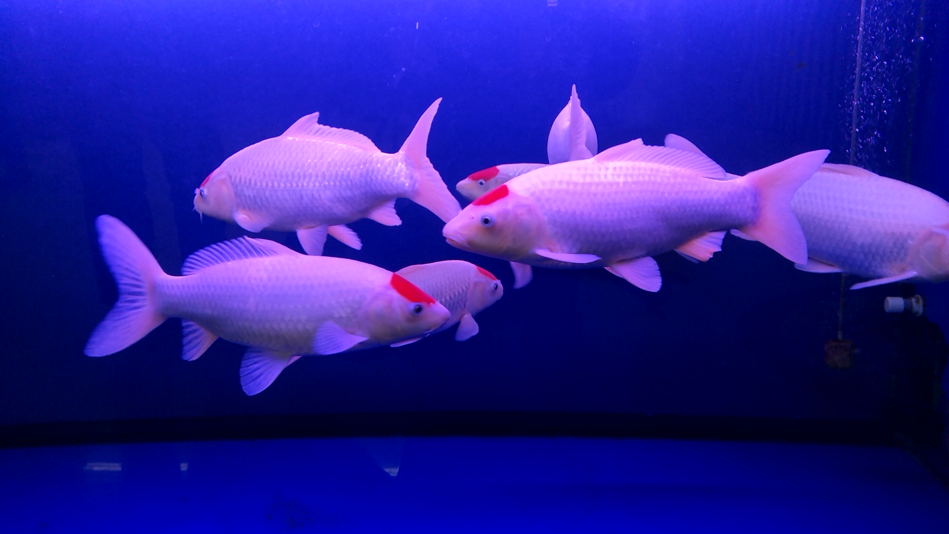 丹顶白锦鲤,原创拍摄_高清图集_新浪网