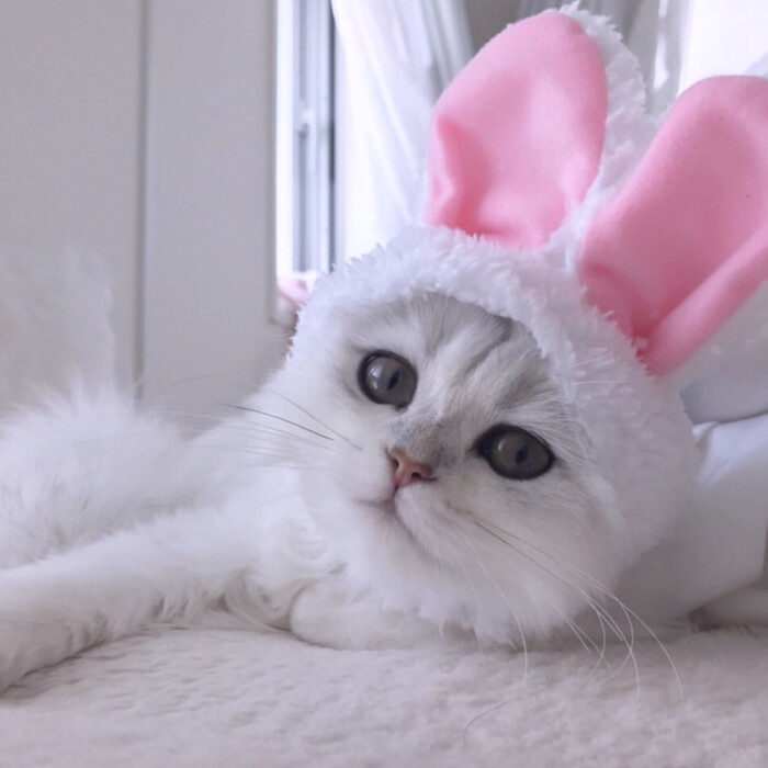 小可爱专属萌猫咪系列头像还有带兔子耳朵的猫咪